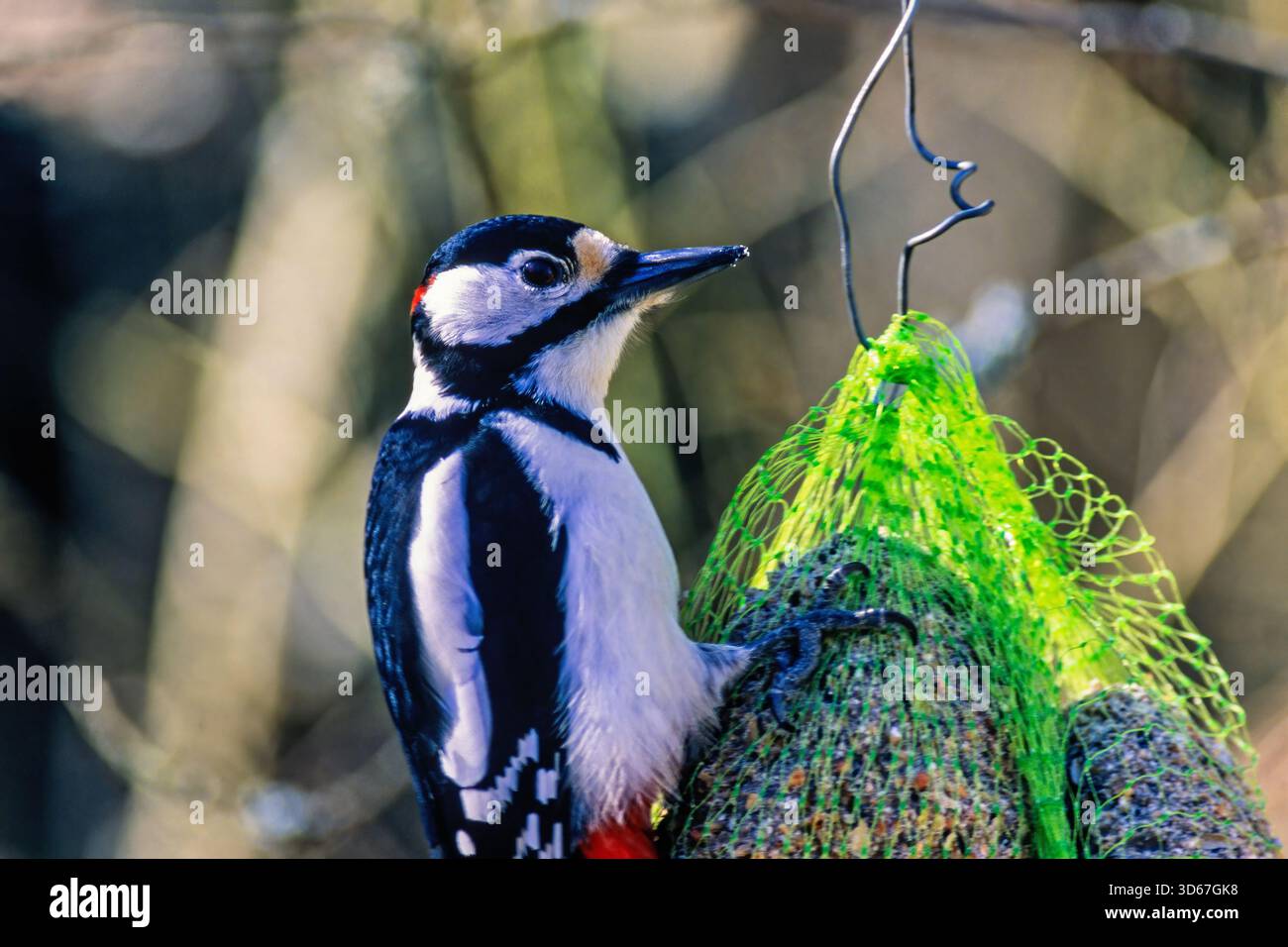 Nahaufnahme bei einem Großspecht auf dem Vogelfutter Stockfoto