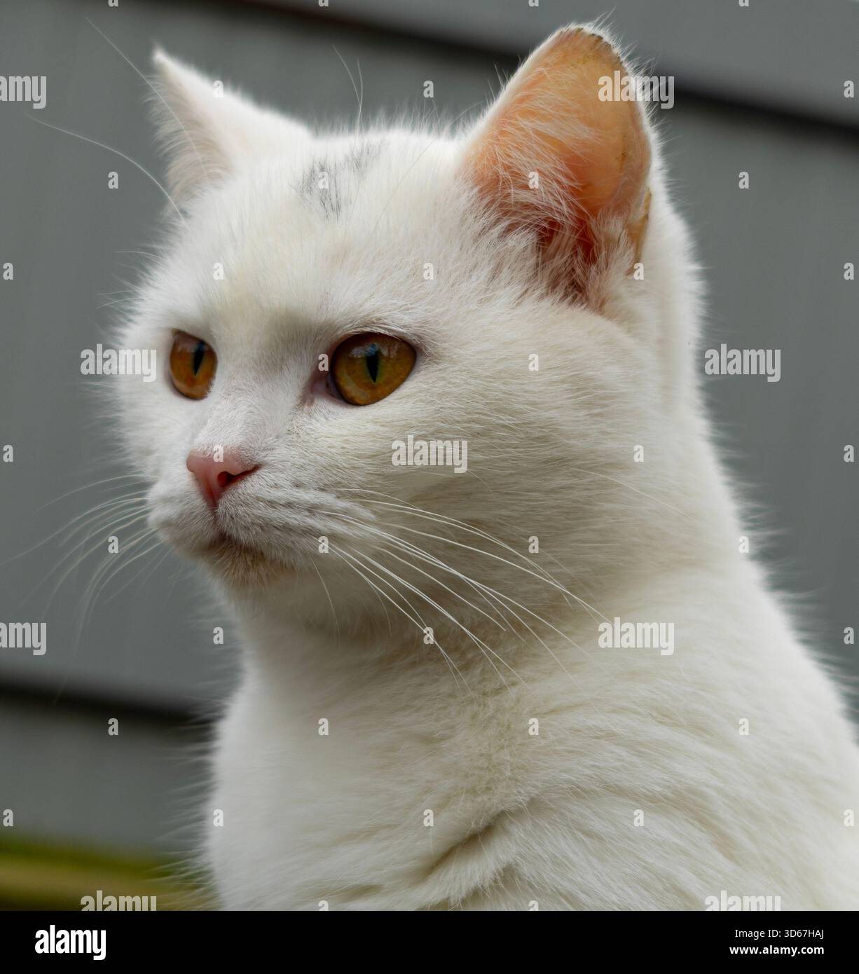 Ruhige weiße Katze mit bernsteinfarbenen Augen, detailliertem Fell und Barthaaren Stockfoto