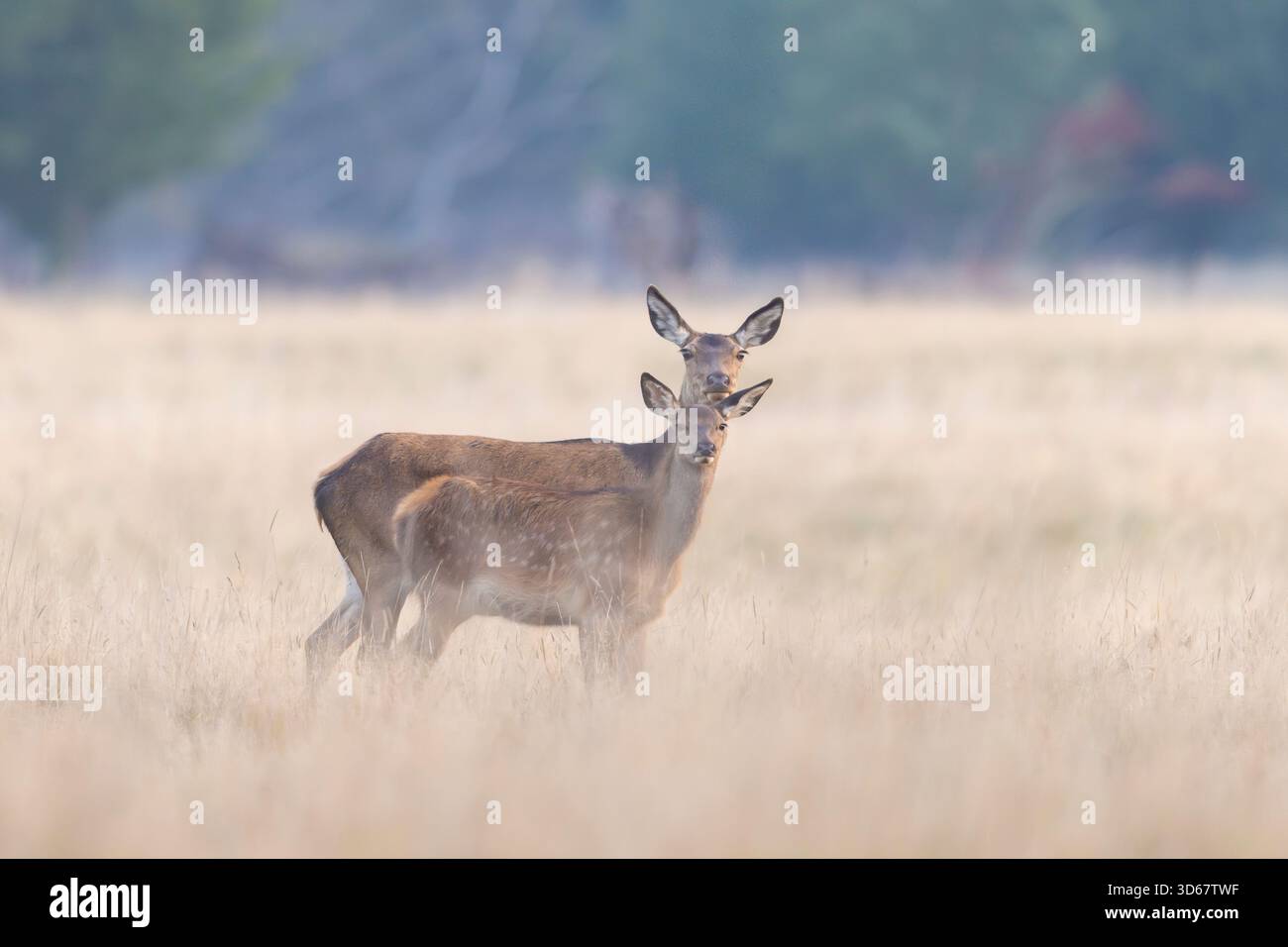 Rotwild, Cervus elaphus, mit Kalb, Herbst, Dänemark Stockfoto