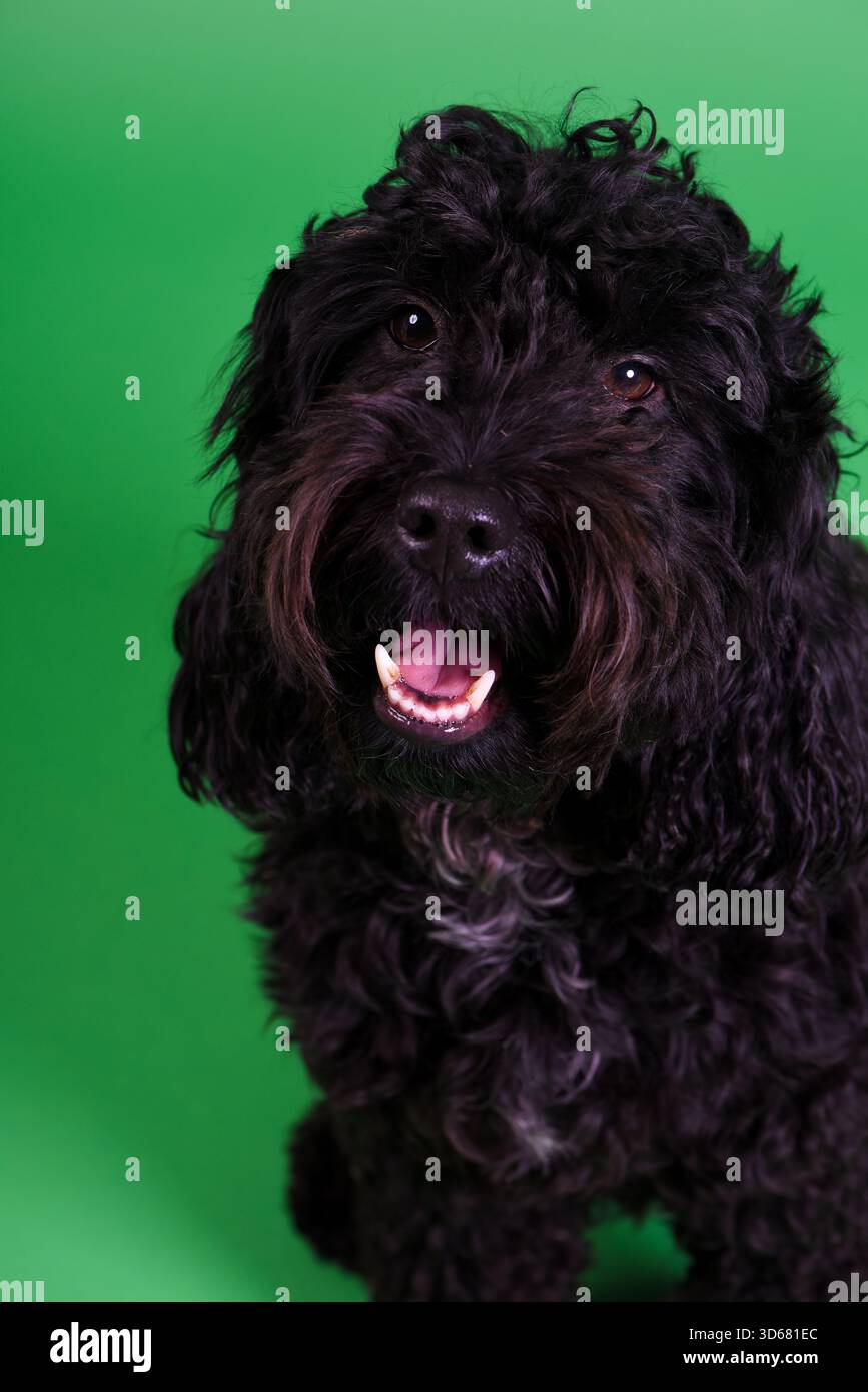 Schwarzer Kakapoo mit lockigem, langhaarigem Fell vor hellgrünem Studio-Hintergrund, Nahaufnahme eines glücklichen Begleiters einer gemischten Rasse Stockfoto