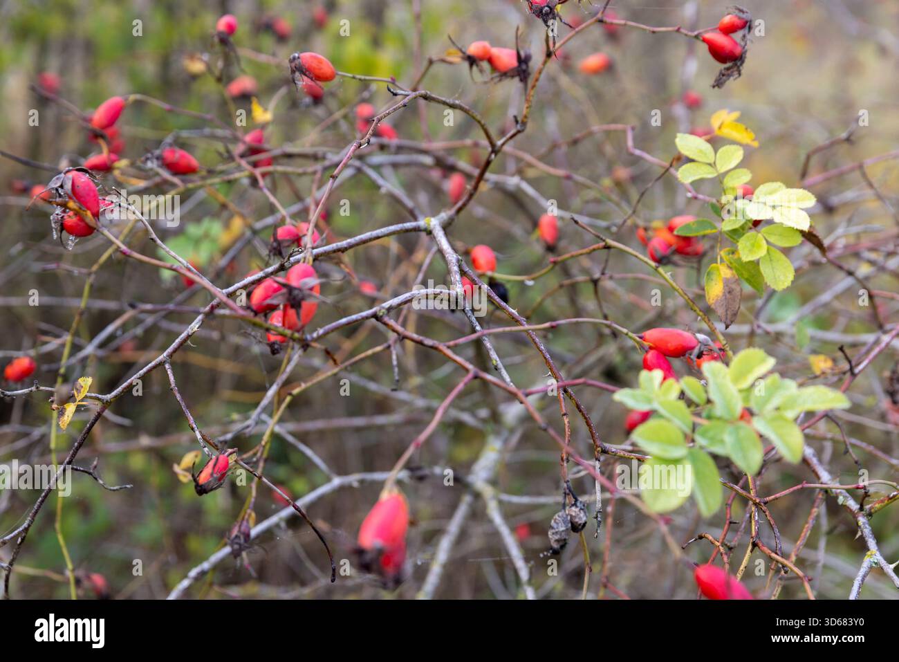 Rote Hagebuttenfrüchte auf Strauchzweigen in der Herbstsaison, schöne Hagebuttenfrüchte bei bewölktem Wetter an einem nebeligen Morgen Stockfoto