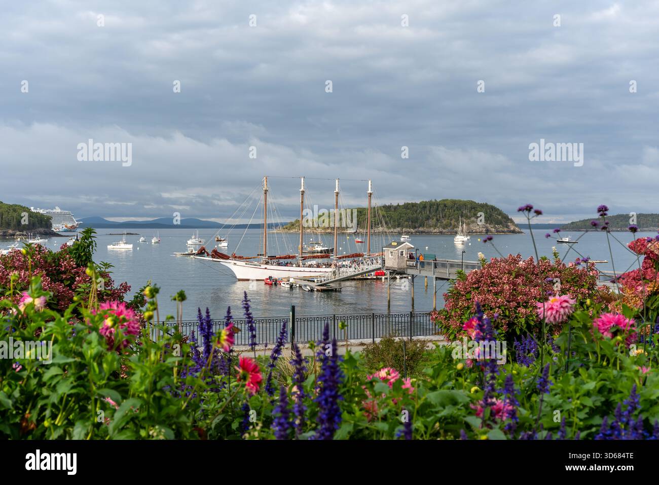 Blick durch eine blühende Blüte der Segelschoner Margaret Todd im Hafen von Bar Harbor, Acadia National Park, Mount Desert Island, Maine, Stockfoto