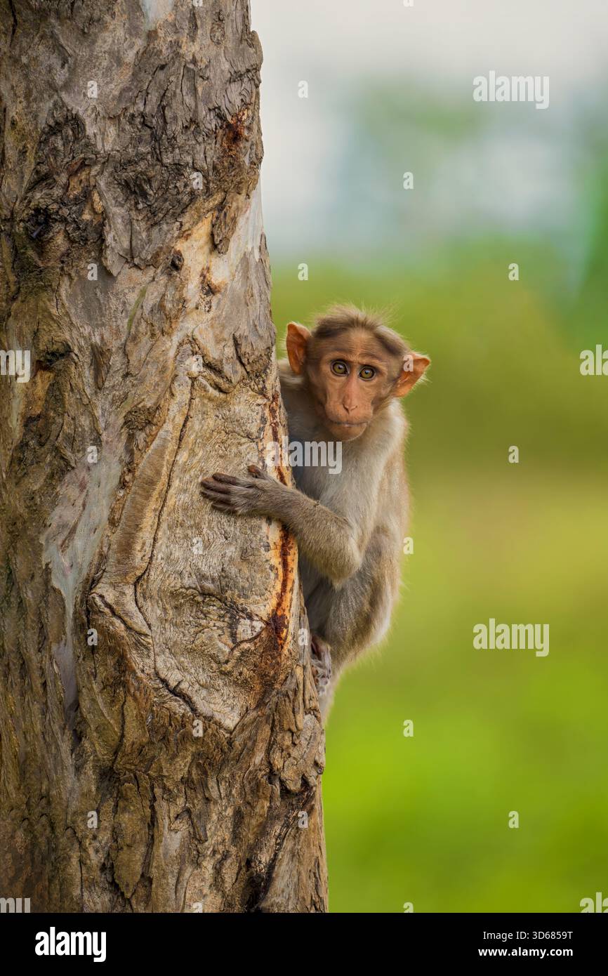 Ein Affe blickt hinter einem Baumstamm heraus. Konzept der Neugier und Verspieltheit, da der Affe seine Zeit zu genießen scheint, ihn zu erkunden. Stockfoto