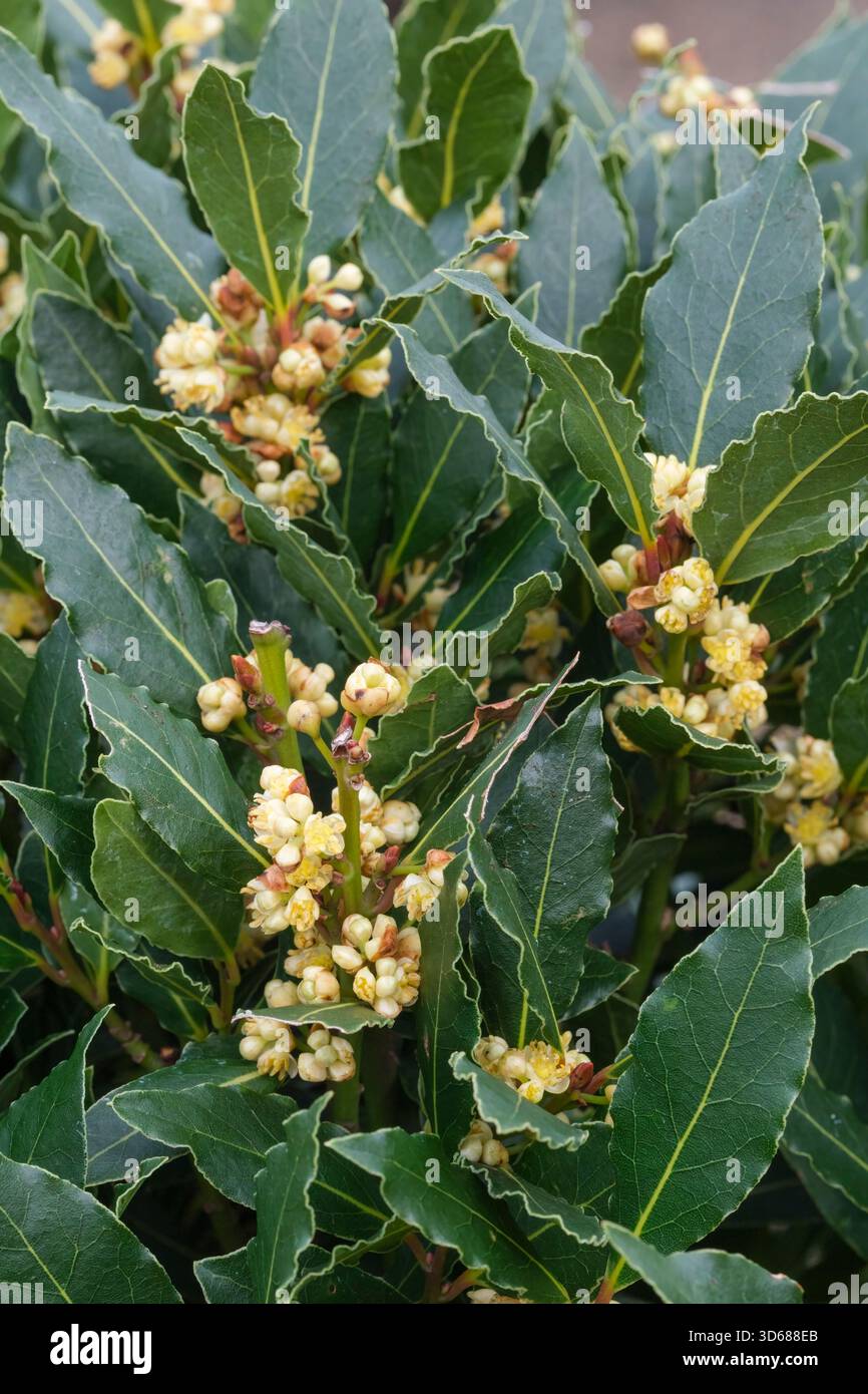 Laurus nobilis, Lorbeerbaum, kleine, blassgrünlich-gelbe Blüten in dichten Clustern Stockfoto