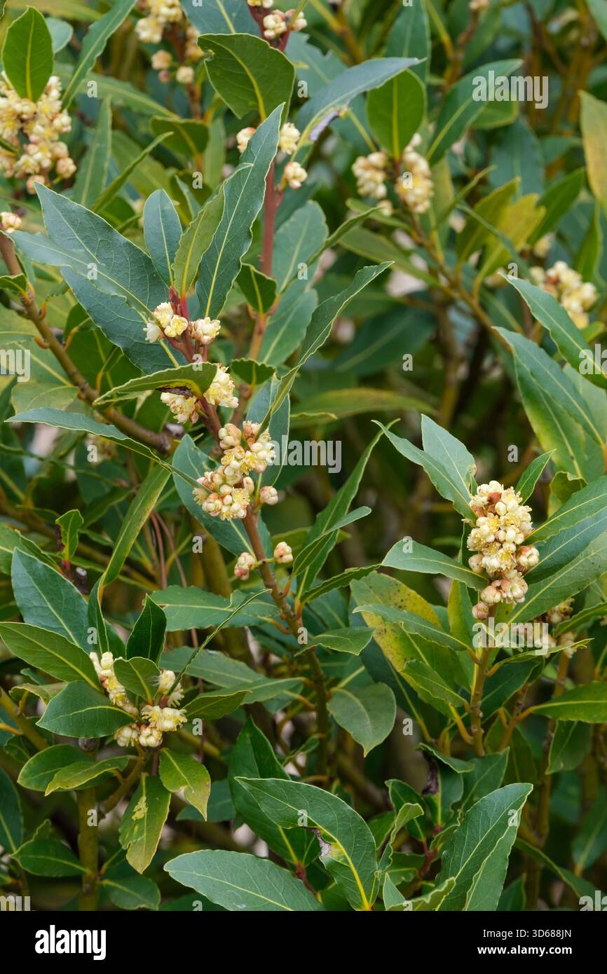 Laurus nobilis, Lorbeerbaum, kleine, blassgrünlich-gelbe Blüten in dichten Clustern Stockfoto