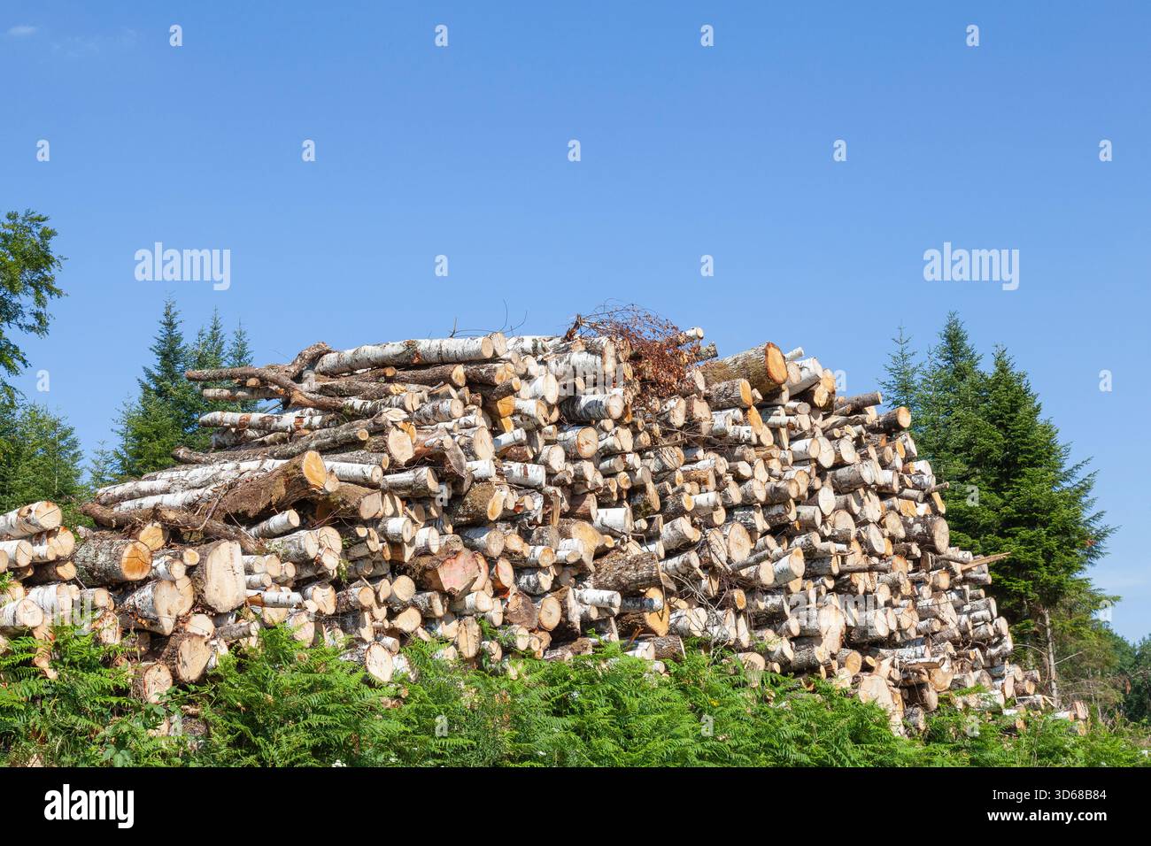 Großer Holzstapel von gefällten Silberbirkenstämmen wartet auf die Sammlung an einem Hang in einem Konzept der Entwaldung und erneuerbaren Energiequellen Stockfoto