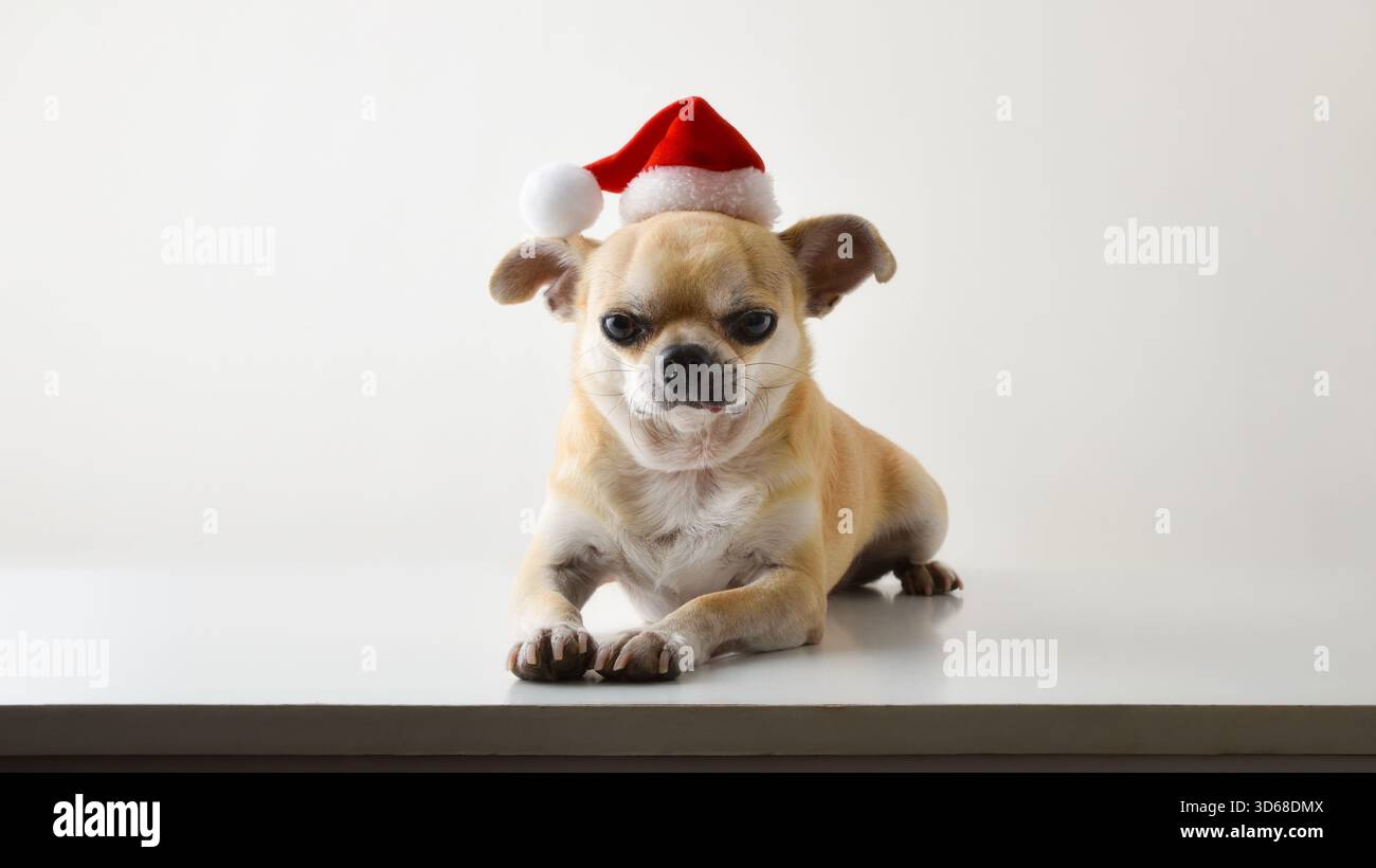 Porträt eines Chihuahua-Hundes, der gerade nach vorne blickt, auf einer weißen Basis mit einem Santa-Hut und weißem isolierten Hintergrund liegt. Vorderansicht. Stockfoto