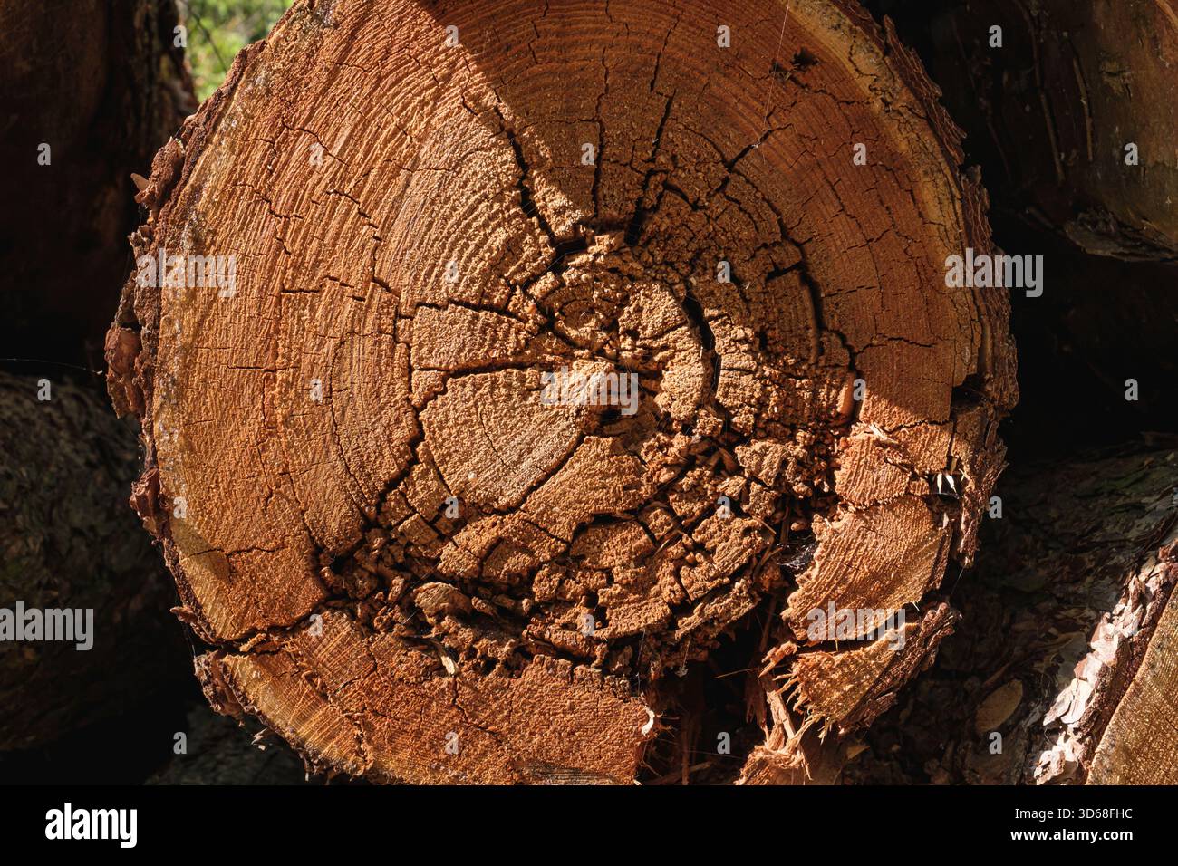 Nahaufnahme eines verwitterten Baumstumpfes mit detaillierten Wachstumsringen Stockfoto