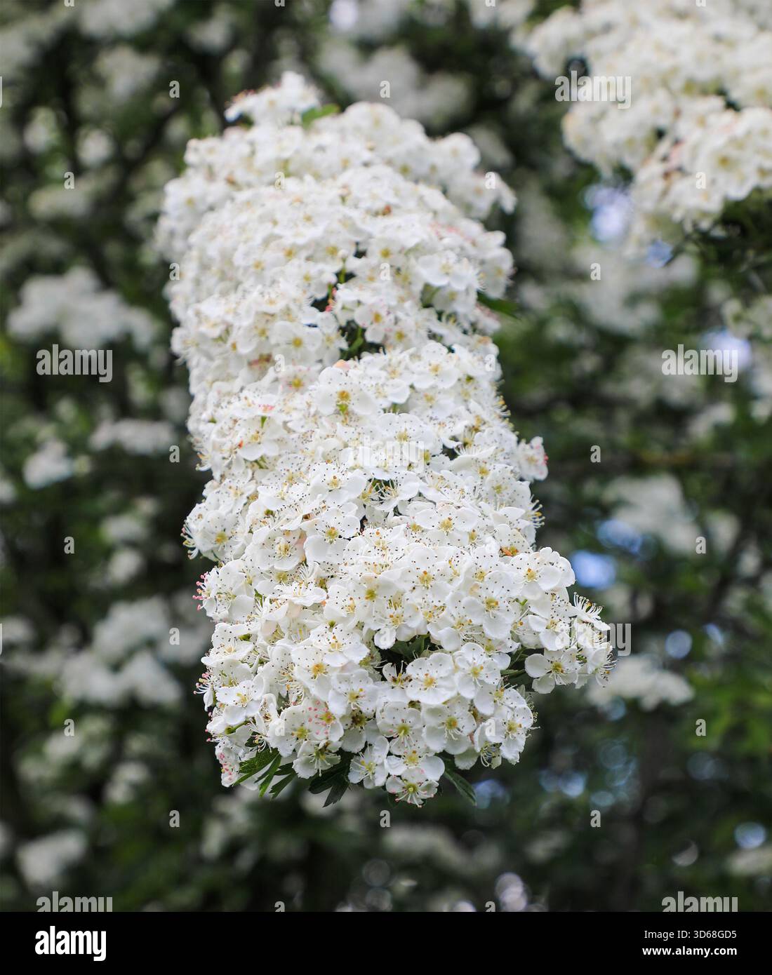 Crataegus, allgemein bekannt als Weißdorn oder Maiblüte, weiße Blüten, England, Großbritannien Stockfoto