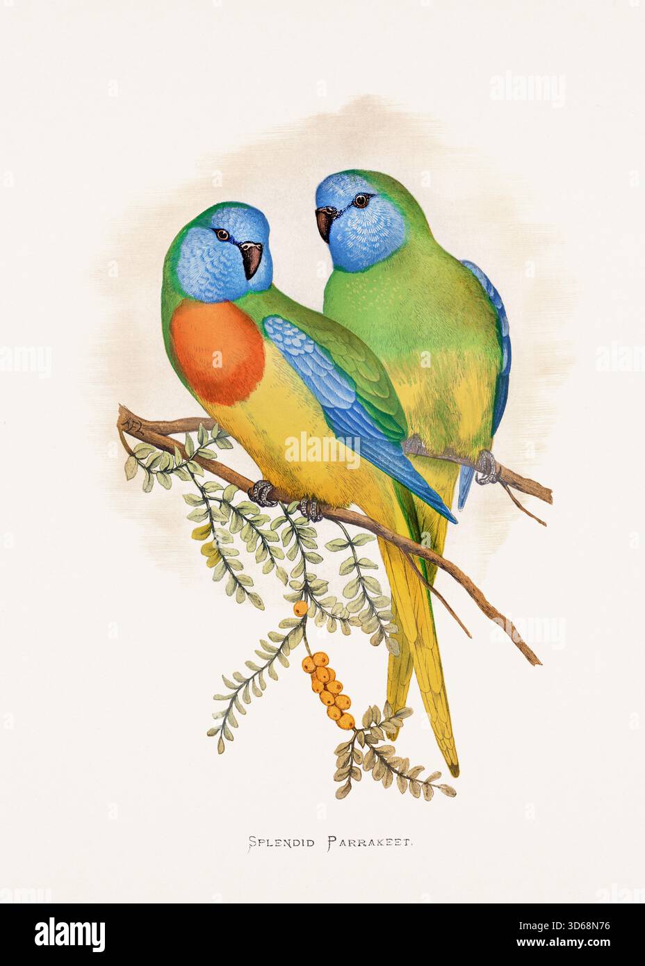 Papageienillustration aus einer Londoner Publikation aus dem Jahr 1884, handkolorierte Vintage-Vogelkunst von Splendid Parrakeet (Neophema Splendida) Stockfoto