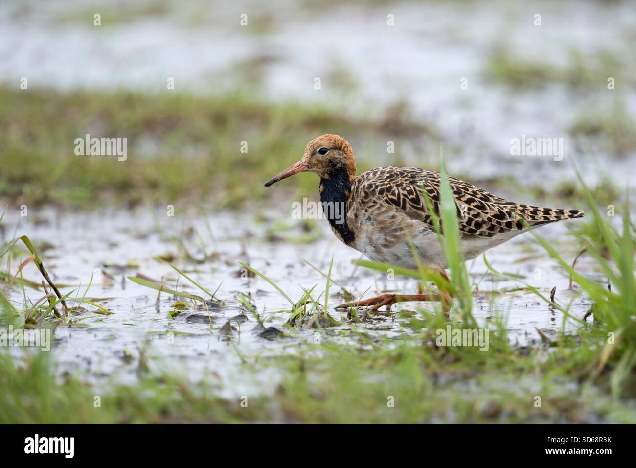 Ruff / Kampflaeufer ( Philomachus pugnax ), auf überschwemmten Grasland während der Frühjahrswanderung ausruhen, nach Nahrung suchen, Wildtiere, Europa. Stockfoto