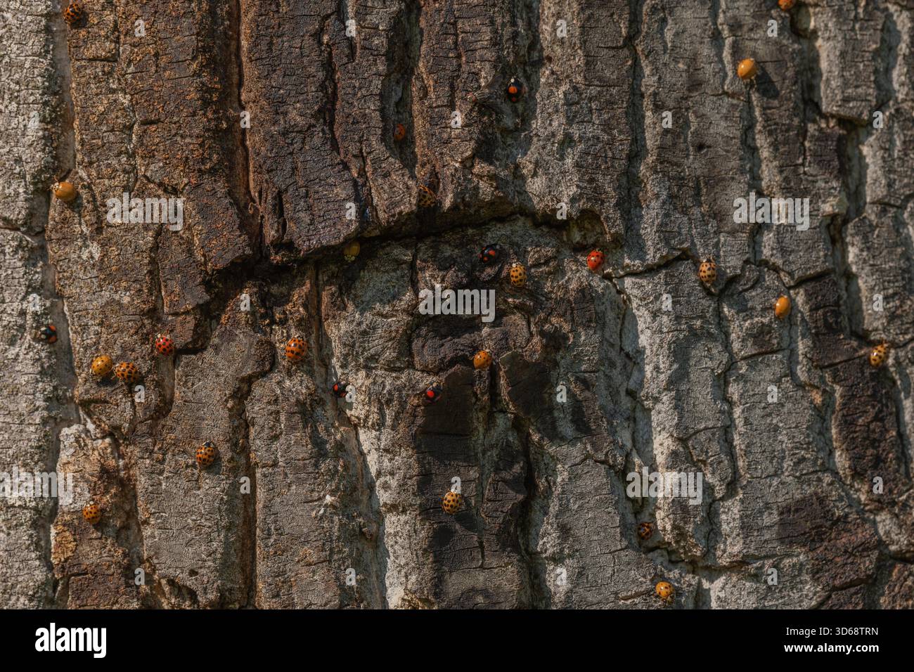 Eine große Anzahl orangener Insekten ist auf rauer Baumrinde verstreut. Sonnenlicht beleuchtet ihre Anwesenheit in der Natur. Die Lage ist friedlich. Invasion asiatischer Marienkäfer. Bas Rhin, Elsass, Frankreich, Europa. Stockfoto