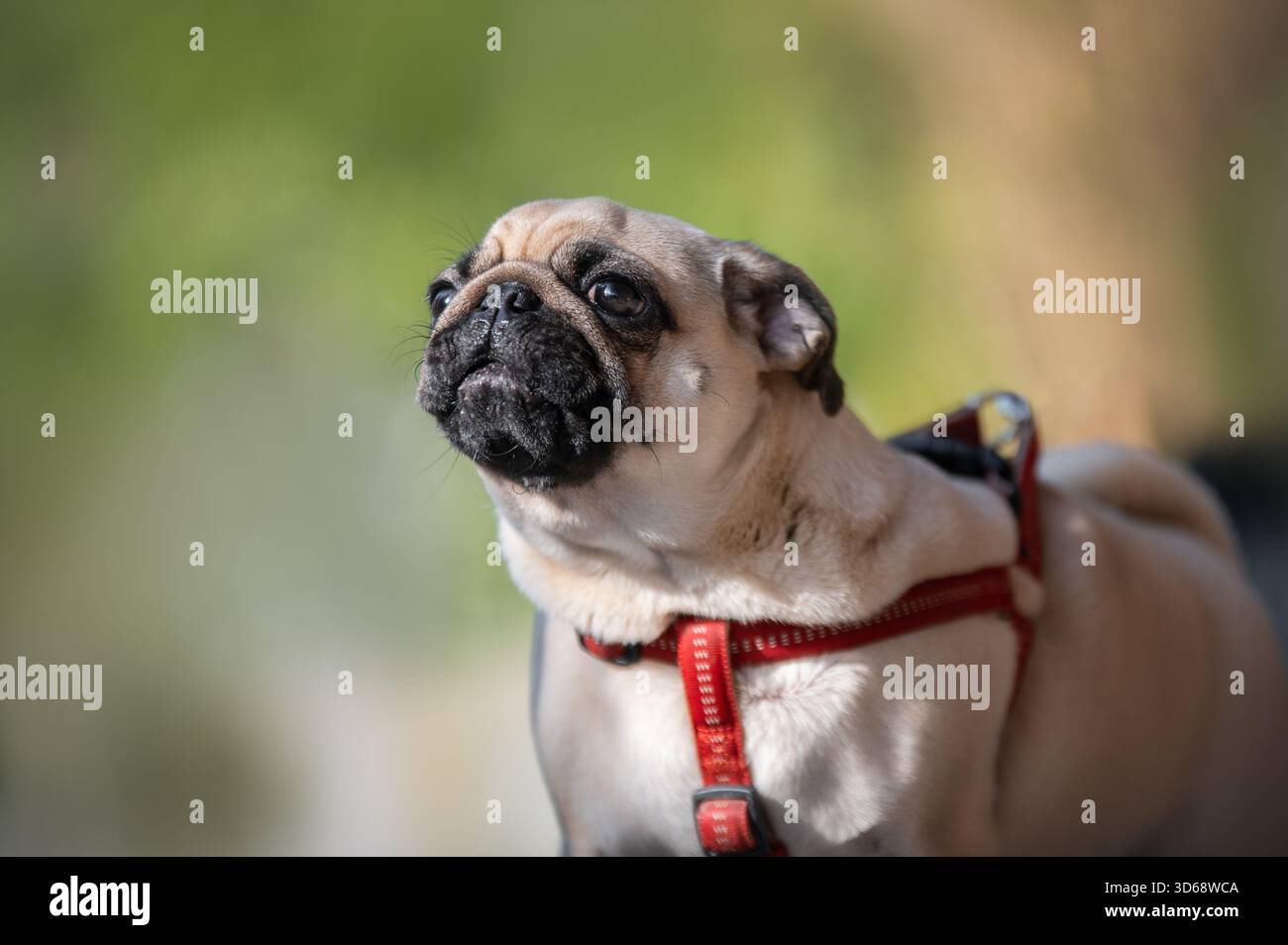 Nahaufnahme Porträt eines süßen Mops Hund Stockfoto