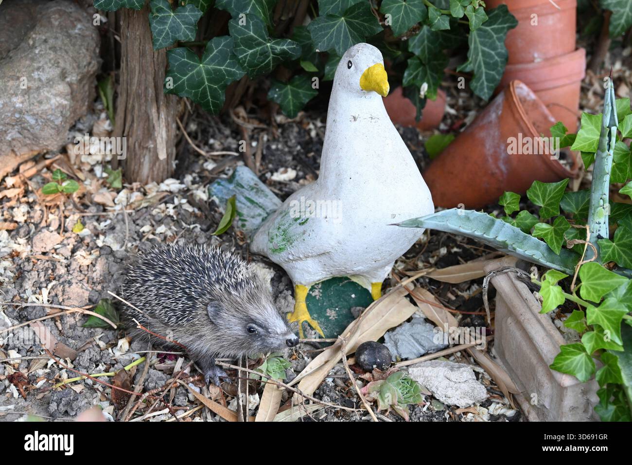 Junger gemeiner Igel oder europäischer Igel, Erinaceus europaeus, auf der Suche im Garten mit Gartenstatue oder Ornament von Tauben und Pflanzentöpfen Stockfoto