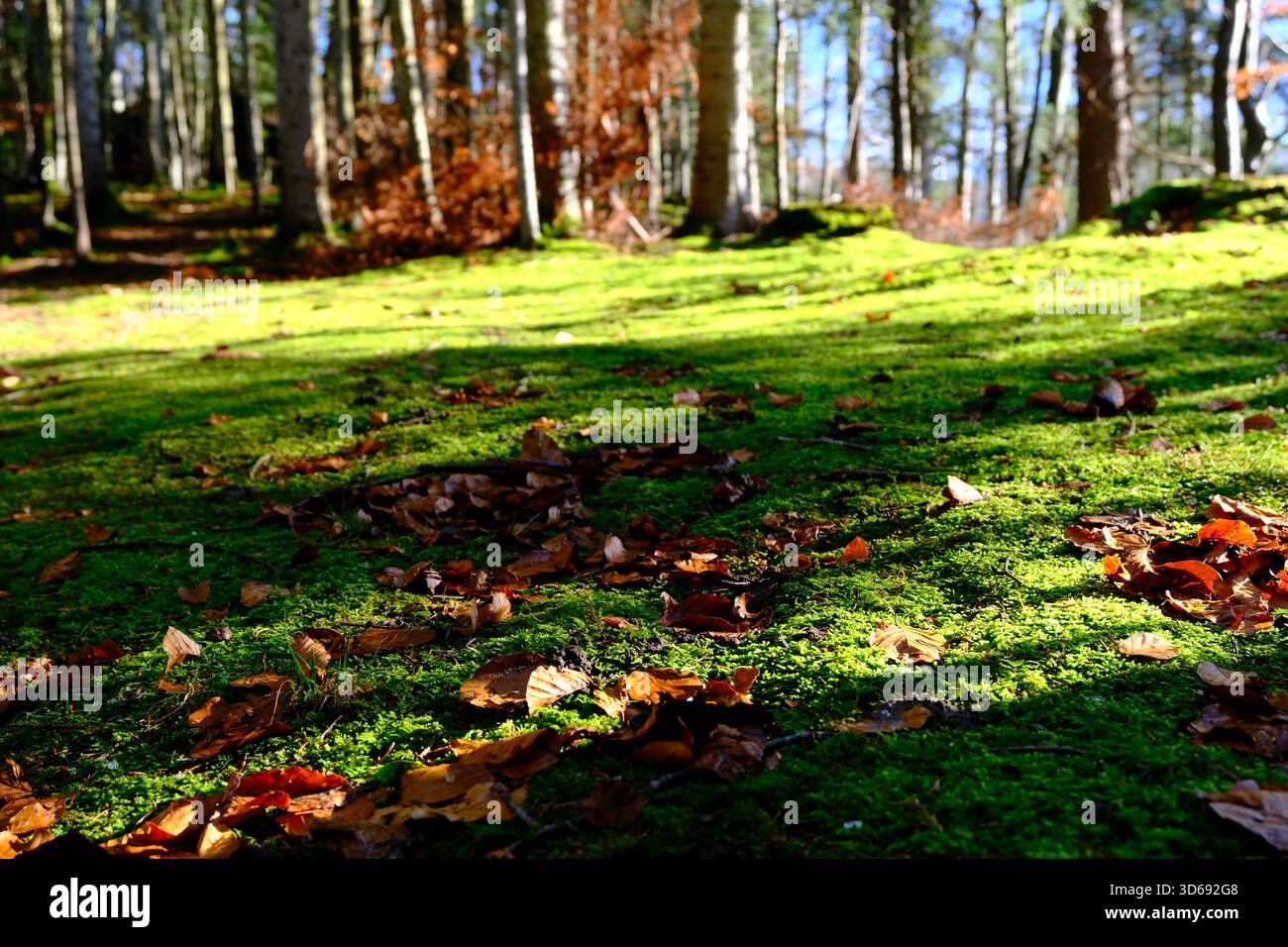 Sonnendurchfluteter Waldboden, bedeckt mit grünem Moos und verstreuten Herbstblättern in einem ruhigen Wald. Stockfoto