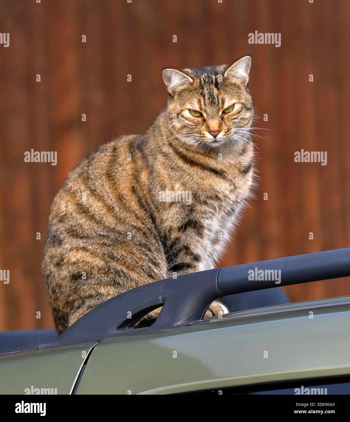 19.11.2025, Bad Wörishofen im Unterallgäu: Eine Katze als Haustier. Katze Geniesst sein Leben auf einem Bauernhof und hält Aussicht auf einem Autodach. 19.11.2025, Katzen 19.11.2025, Katzen *** 19 11 2025, Bad Wörishofen im Unterallgäu Eine Katze als Haustier genießt ihr Leben auf einem Bauernhof und hat einen Blick vom Dach eines Autos 19 11 2025, Katzen 19 11 2025, Katzen Stockfoto