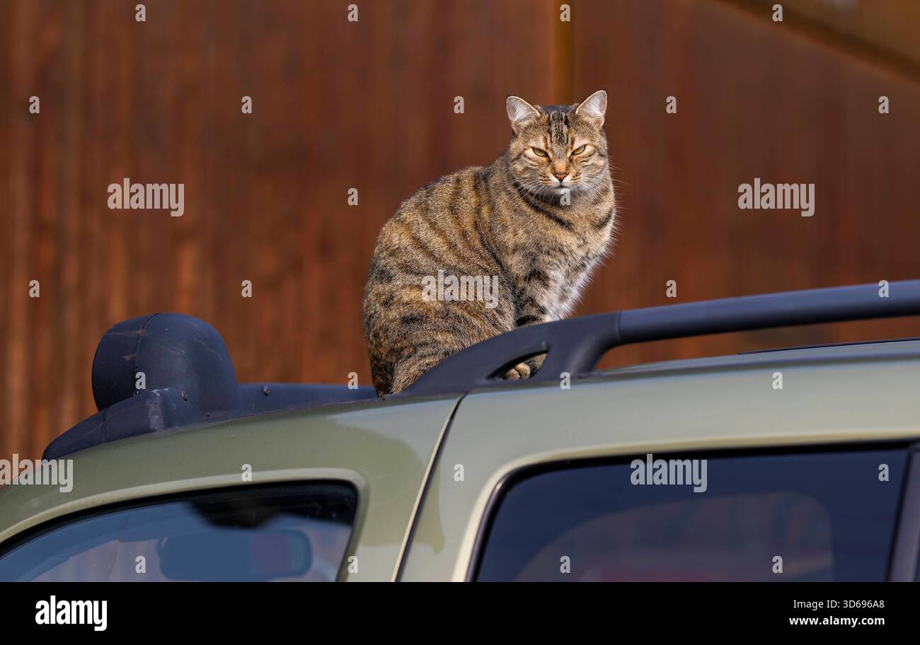 19.11.2025, Bad Wörishofen im Unterallgäu: Eine Katze als Haustier. Katze Geniesst sein Leben auf einem Bauernhof und hält Aussicht auf einem Autodach. 19.11.2025, Katzen 19.11.2025, Katzen *** 19 11 2025, Bad Wörishofen im Unterallgäu Eine Katze als Haustier genießt ihr Leben auf einem Bauernhof und hat einen Blick vom Dach eines Autos 19 11 2025, Katzen 19 11 2025, Katzen Stockfoto