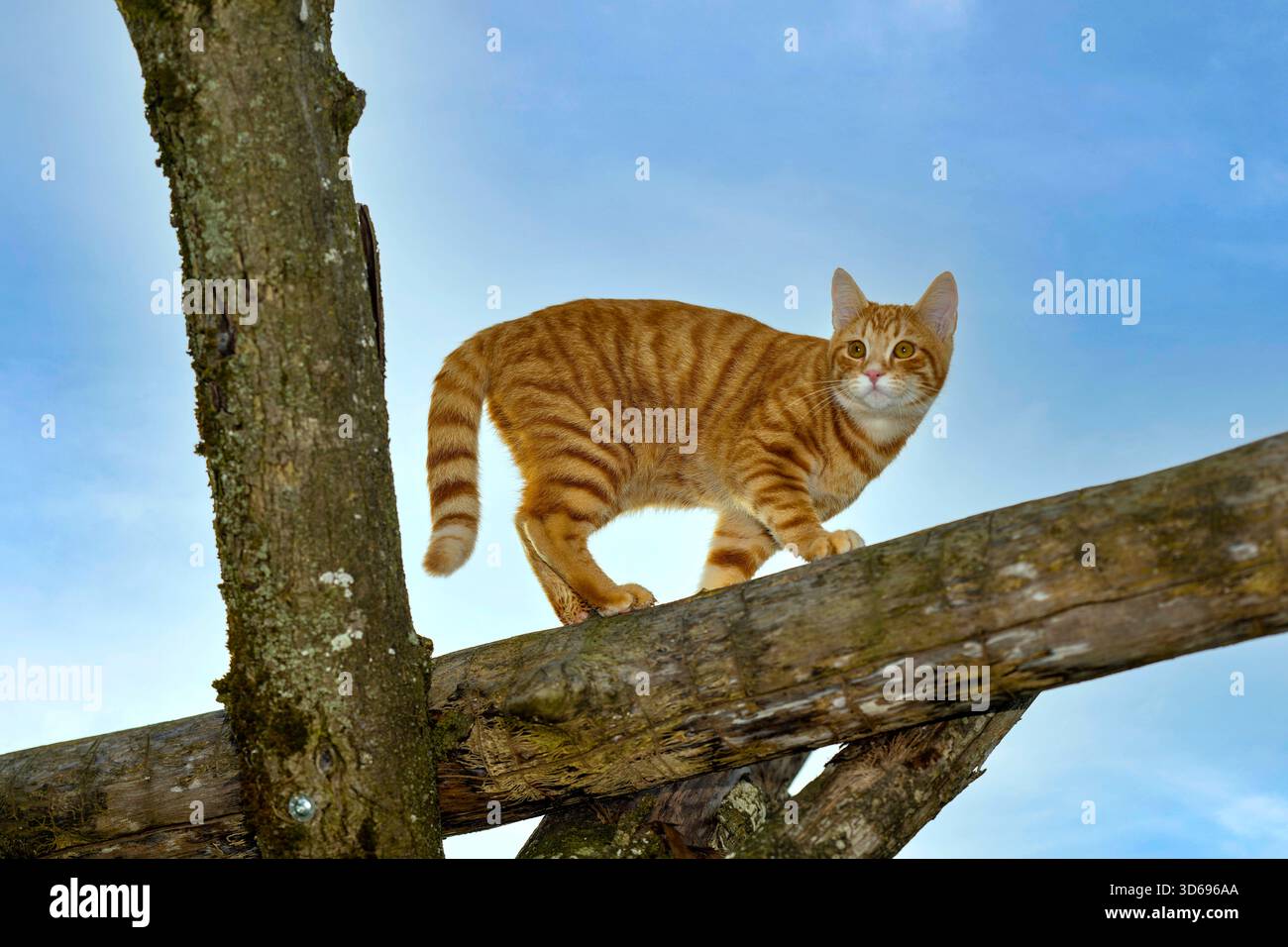 19.11.2025, Bad Wörishofen im Unterallgäu: Eine Katze als Haustier. Ein 4 Monate junger Kater geniesst sein Leben auf einem Bauernhof. 19.11.2025, Katzen 19.11.2025, Katzen *** 19 11 2025, Bad Wörishofen im Unterallgäu Eine Katze als Haustier Ein 4 Monate alter männlicher Kater genießt sein Leben auf einem Bauernhof 19 11 2025, Katzen 19 11 2025, Katzen Stockfoto