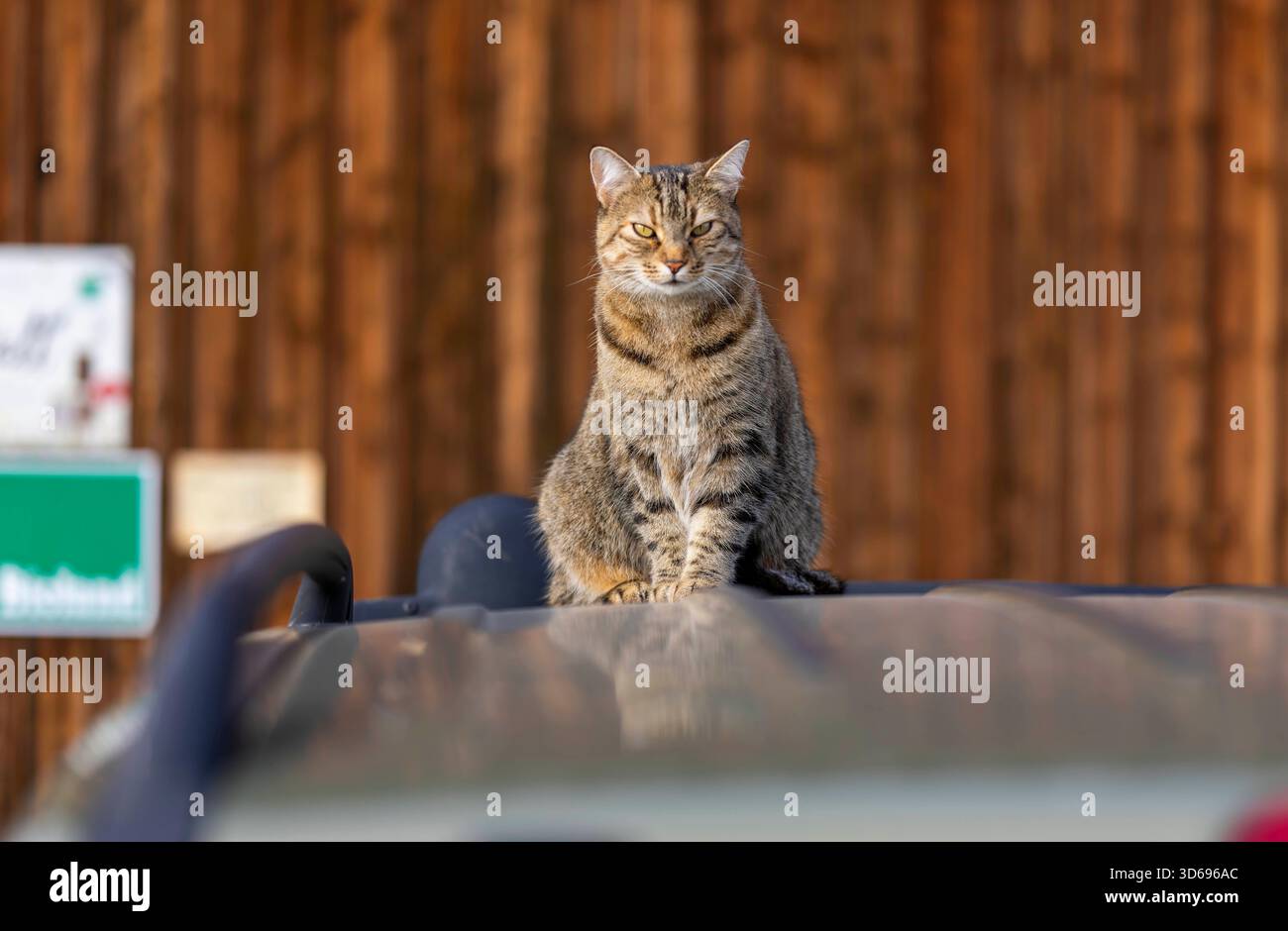 19.11.2025, Bad Wörishofen im Unterallgäu: Eine Katze als Haustier. Katze Geniesst sein Leben auf einem Bauernhof und hält Aussicht auf einem Autodach. 19.11.2025, Katzen 19.11.2025, Katzen *** 19 11 2025, Bad Wörishofen im Unterallgäu Eine Katze als Haustier genießt ihr Leben auf einem Bauernhof und hat einen Blick vom Dach eines Autos 19 11 2025, Katzen 19 11 2025, Katzen Stockfoto