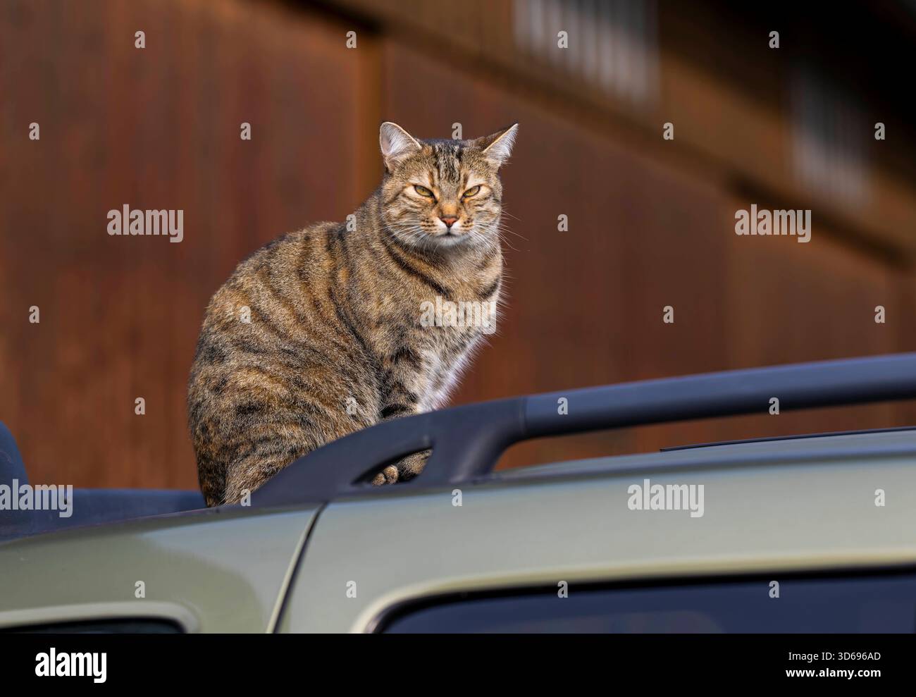19.11.2025, Bad Wörishofen im Unterallgäu: Eine Katze als Haustier. Katze Geniesst sein Leben auf einem Bauernhof und hält Aussicht auf einem Autodach. 19.11.2025, Katzen 19.11.2025, Katzen *** 19 11 2025, Bad Wörishofen im Unterallgäu Eine Katze als Haustier genießt ihr Leben auf einem Bauernhof und hat einen Blick vom Dach eines Autos 19 11 2025, Katzen 19 11 2025, Katzen Stockfoto
