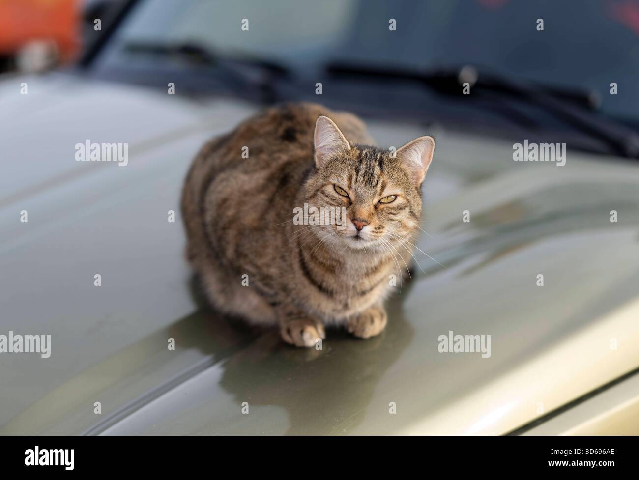19.11.2025, Bad Wörishofen im Unterallgäu: Eine Katze als Haustier. Katze Geniesst sein Leben auf einem Bauernhof und hält Aussicht auf einem Autodach. 19.11.2025, Katzen 19.11.2025, Katzen *** 19 11 2025, Bad Wörishofen im Unterallgäu Eine Katze als Haustier genießt ihr Leben auf einem Bauernhof und hat einen Blick vom Dach eines Autos 19 11 2025, Katzen 19 11 2025, Katzen Stockfoto