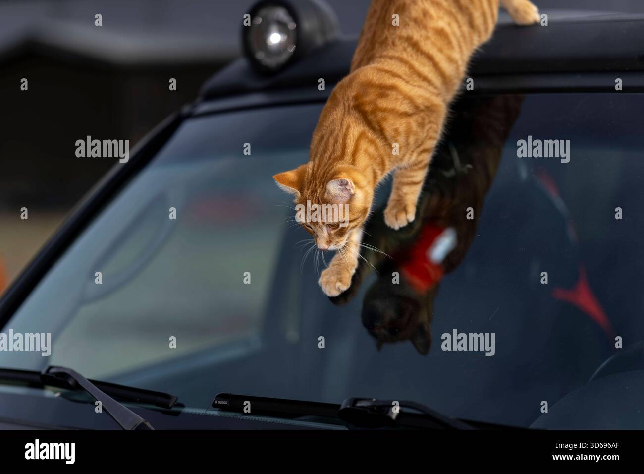 19.11.2025, Bad Wörishofen im Unterallgäu: Eine Katze als Haustier. Ein 4 Monate junger Kater genisst sein Leben auf einem Bauernhof. 19.11.2025, Katzen 19.11.2025, Katzen *** 19 11 2025, Bad Wörishofen im Unterallgäu Eine Katze als Haustier Ein 4 Monate alter männlicher Kater genießt sein Leben auf einem Bauernhof 19 11 2025, Katzen 19 11 2025, Katzen Stockfoto