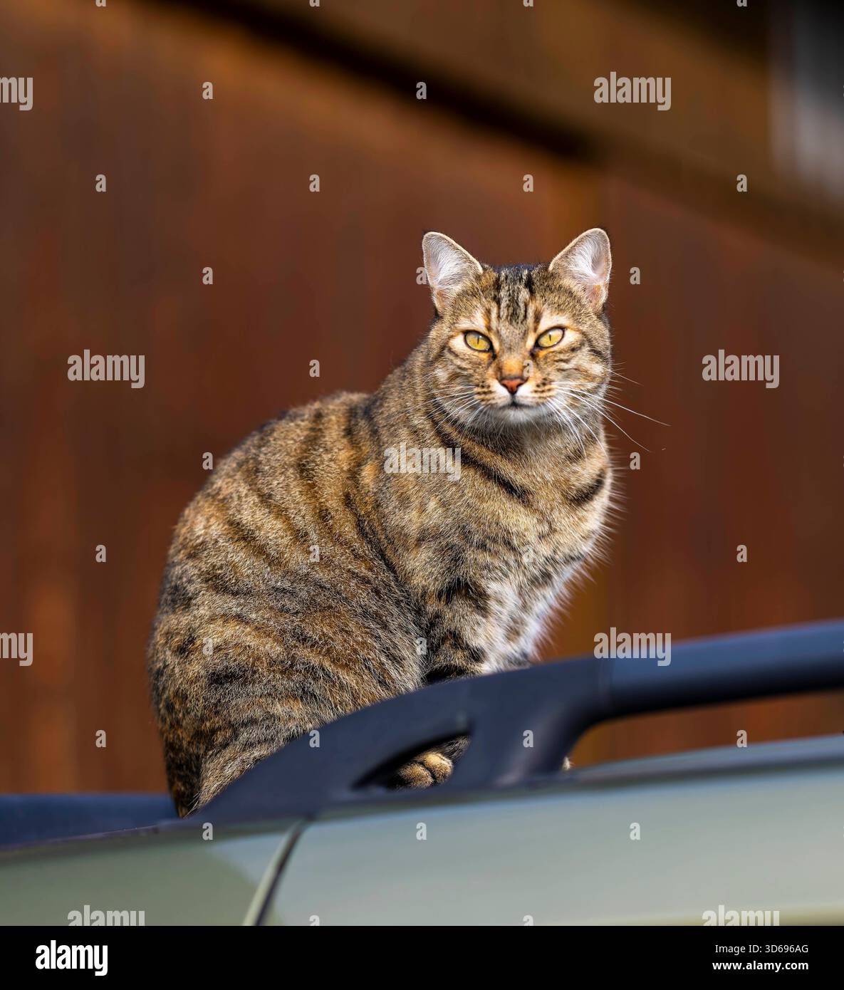19.11.2025, Bad Wörishofen im Unterallgäu: Eine Katze als Haustier. Katze Geniesst sein Leben auf einem Bauernhof und hält Aussicht auf einem Autodach. 19.11.2025, Katzen 19.11.2025, Katzen *** 19 11 2025, Bad Wörishofen im Unterallgäu Eine Katze als Haustier genießt ihr Leben auf einem Bauernhof und hat einen Blick vom Dach eines Autos 19 11 2025, Katzen 19 11 2025, Katzen Stockfoto