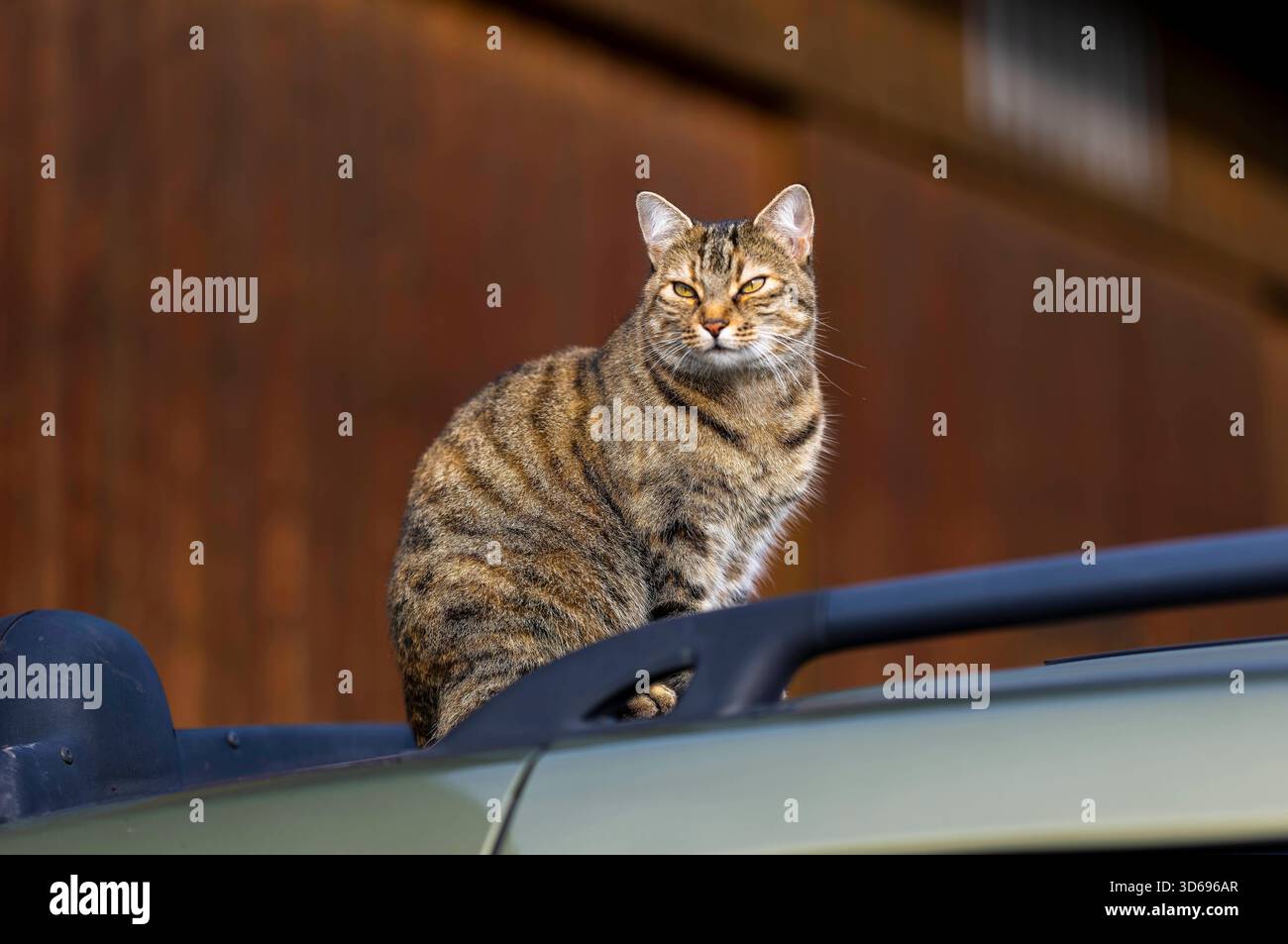 19.11.2025, Bad Wörishofen im Unterallgäu: Eine Katze als Haustier. Katze Geniesst sein Leben auf einem Bauernhof und hält Aussicht auf einem Autodach. 19.11.2025, Katzen 19.11.2025, Katzen *** 19 11 2025, Bad Wörishofen im Unterallgäu Eine Katze als Haustier genießt ihr Leben auf einem Bauernhof und hat einen Blick vom Dach eines Autos 19 11 2025, Katzen 19 11 2025, Katzen Stockfoto