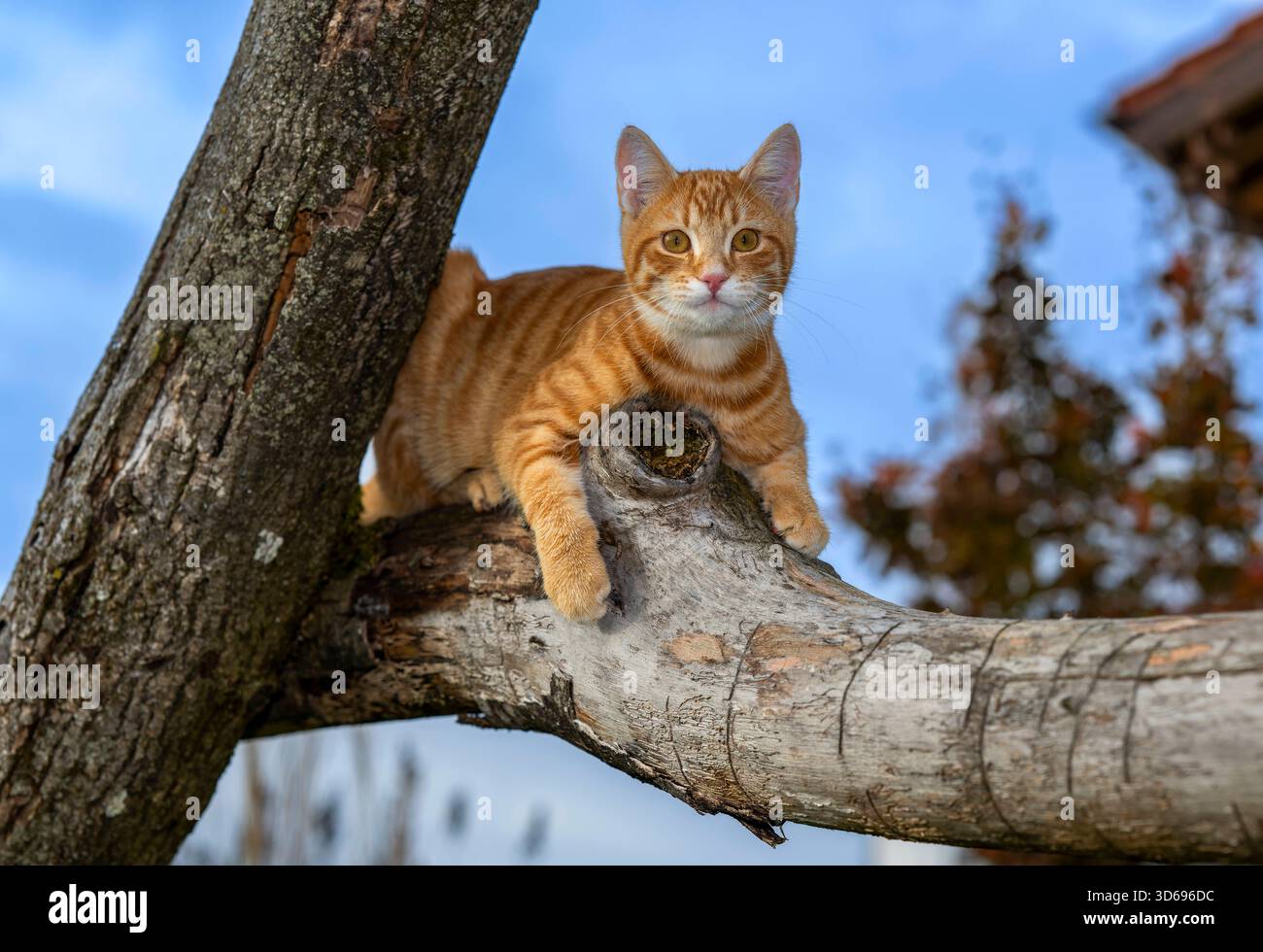 19.11.2025, Bad Wörishofen im Unterallgäu: Eine Katze als Haustier. Ein 4 Monate junger Kater geniesst sein Leben auf einem Bauernhof. 19.11.2025, Katzen 19.11.2025, Katzen *** 19 11 2025, Bad Wörishofen im Unterallgäu Eine Katze als Haustier Ein 4 Monate alter männlicher Kater genießt sein Leben auf einem Bauernhof 19 11 2025, Katzen 19 11 2025, Katzen Stockfoto