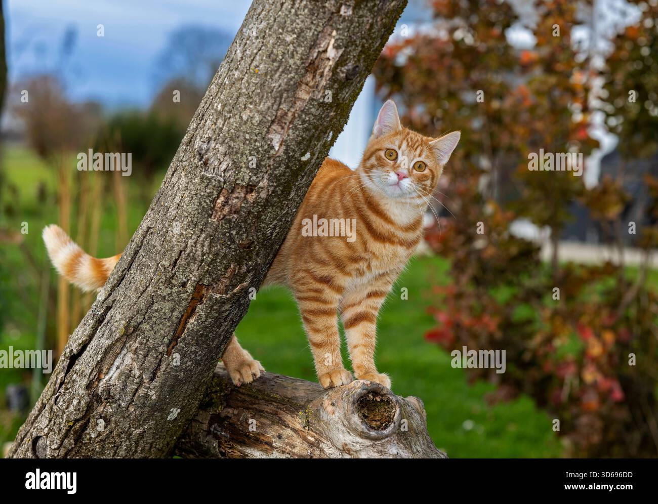 19.11.2025, Bad Wörishofen im Unterallgäu: Eine Katze als Haustier. Ein 4 Monate junger Kater geniesst sein Leben auf einem Bauernhof. 19.11.2025, Katzen 19.11.2025, Katzen *** 19 11 2025, Bad Wörishofen im Unterallgäu Eine Katze als Haustier Ein 4 Monate alter männlicher Kater genießt sein Leben auf einem Bauernhof 19 11 2025, Katzen 19 11 2025, Katzen Stockfoto