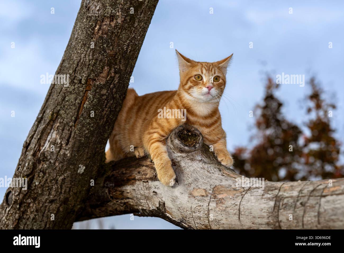 19.11.2025, Bad Wörishofen im Unterallgäu: Eine Katze als Haustier. Ein 4 Monate junger Kater geniesst sein Leben auf einem Bauernhof. 19.11.2025, Katzen 19.11.2025, Katzen *** 19 11 2025, Bad Wörishofen im Unterallgäu Eine Katze als Haustier Ein 4 Monate alter männlicher Kater genießt sein Leben auf einem Bauernhof 19 11 2025, Katzen 19 11 2025, Katzen Stockfoto