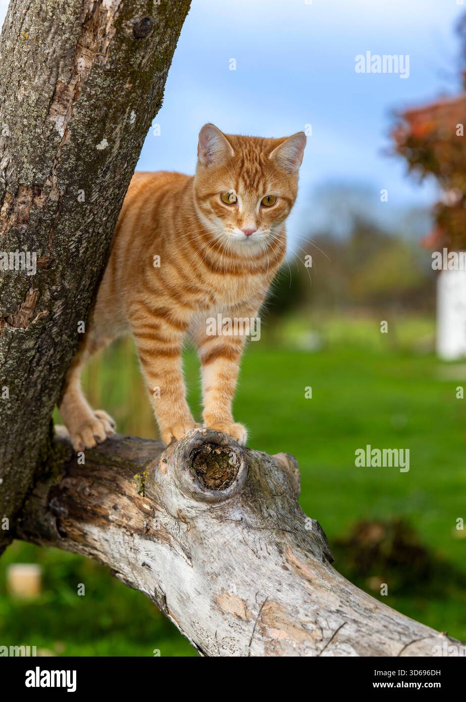 19.11.2025, Bad Wörishofen im Unterallgäu: Eine Katze als Haustier. Ein 4 Monate junger Kater geniesst sein Leben auf einem Bauernhof. 19.11.2025, Katzen 19.11.2025, Katzen *** 19 11 2025, Bad Wörishofen im Unterallgäu Eine Katze als Haustier Ein 4 Monate alter männlicher Kater genießt sein Leben auf einem Bauernhof 19 11 2025, Katzen 19 11 2025, Katzen Stockfoto