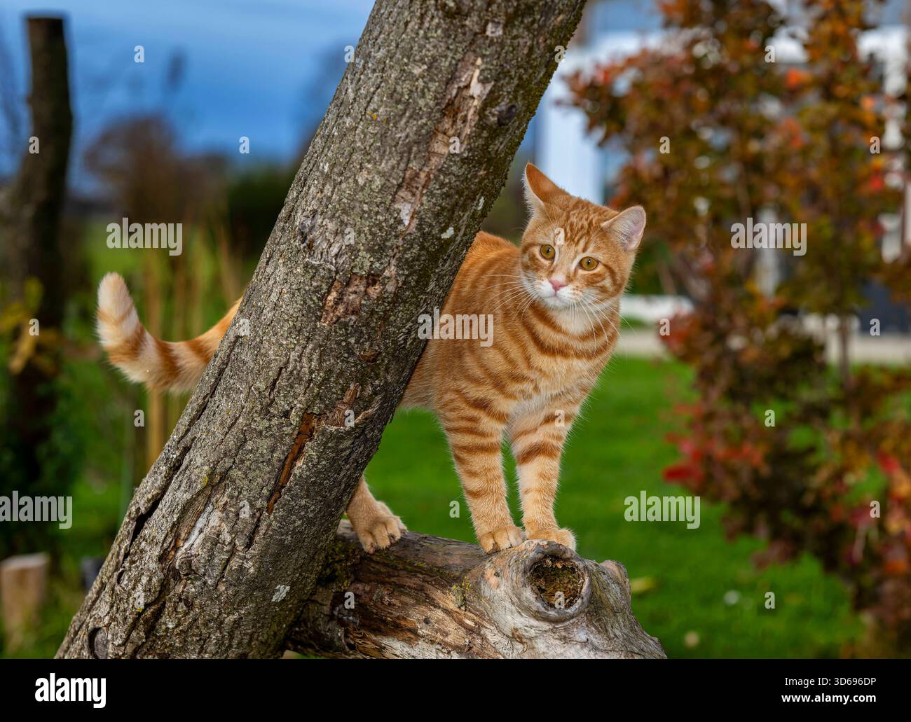 19.11.2025, Bad Wörishofen im Unterallgäu: Eine Katze als Haustier. Ein 4 Monate junger Kater geniesst sein Leben auf einem Bauernhof. 19.11.2025, Katzen 19.11.2025, Katzen *** 19 11 2025, Bad Wörishofen im Unterallgäu Eine Katze als Haustier Ein 4 Monate alter männlicher Kater genießt sein Leben auf einem Bauernhof 19 11 2025, Katzen 19 11 2025, Katzen Stockfoto