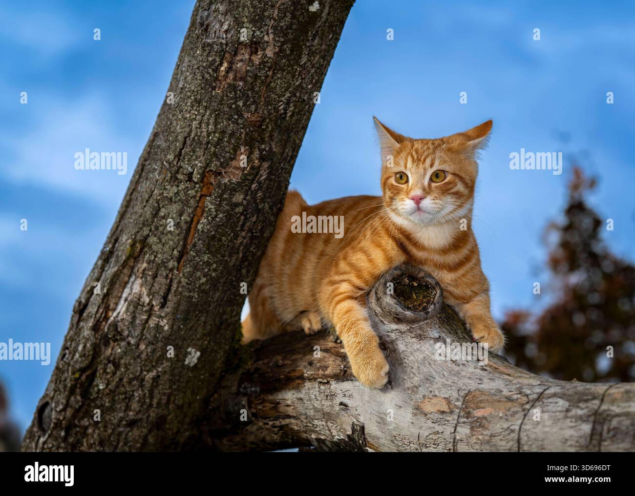 19.11.2025, Bad Wörishofen im Unterallgäu: Eine Katze als Haustier. Ein 4 Monate junger Kater geniesst sein Leben auf einem Bauernhof. 19.11.2025, Katzen 19.11.2025, Katzen *** 19 11 2025, Bad Wörishofen im Unterallgäu Eine Katze als Haustier Ein 4 Monate alter männlicher Kater genießt sein Leben auf einem Bauernhof 19 11 2025, Katzen 19 11 2025, Katzen Stockfoto