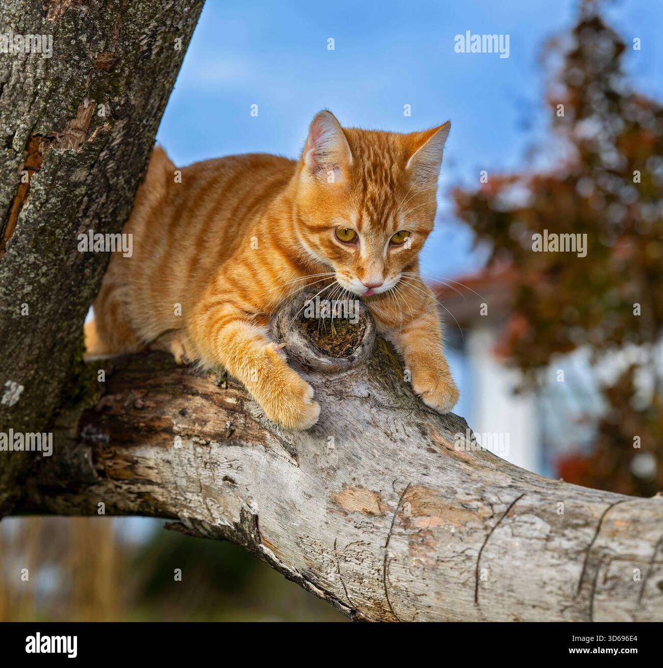19.11.2025, Bad Wörishofen im Unterallgäu: Eine Katze als Haustier. Ein 4 Monate junger Kater geniesst sein Leben auf einem Bauernhof. 19.11.2025, Katzen 19.11.2025, Katzen *** 19 11 2025, Bad Wörishofen im Unterallgäu Eine Katze als Haustier Ein 4 Monate alter männlicher Kater genießt sein Leben auf einem Bauernhof 19 11 2025, Katzen 19 11 2025, Katzen Stockfoto