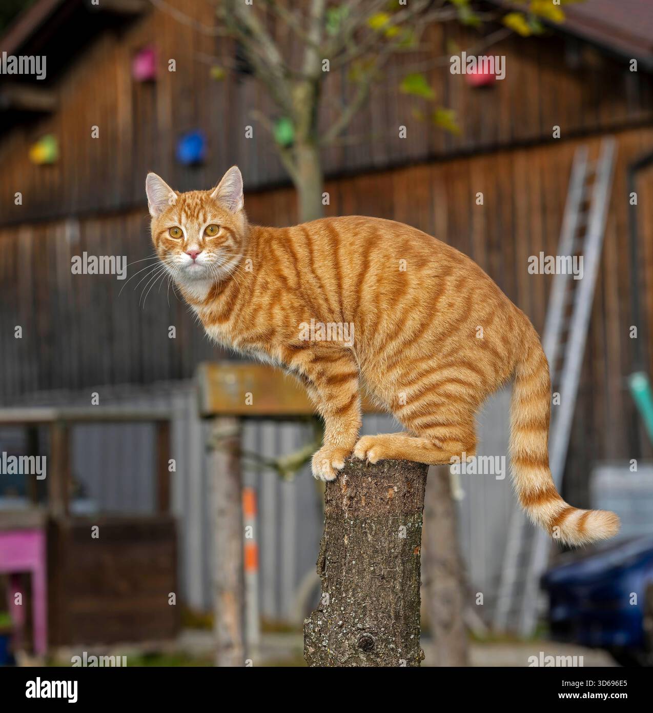 19.11.2025, Bad Wörishofen im Unterallgäu: Eine Katze als Haustier. Ein 4 Monate junger Kater geniesst sein Leben auf einem Bauernhof. 19.11.2025, Katzen 19.11.2025, Katzen *** 19 11 2025, Bad Wörishofen im Unterallgäu Eine Katze als Haustier Ein 4 Monate alter männlicher Kater genießt sein Leben auf einem Bauernhof 19 11 2025, Katzen 19 11 2025, Katzen Stockfoto