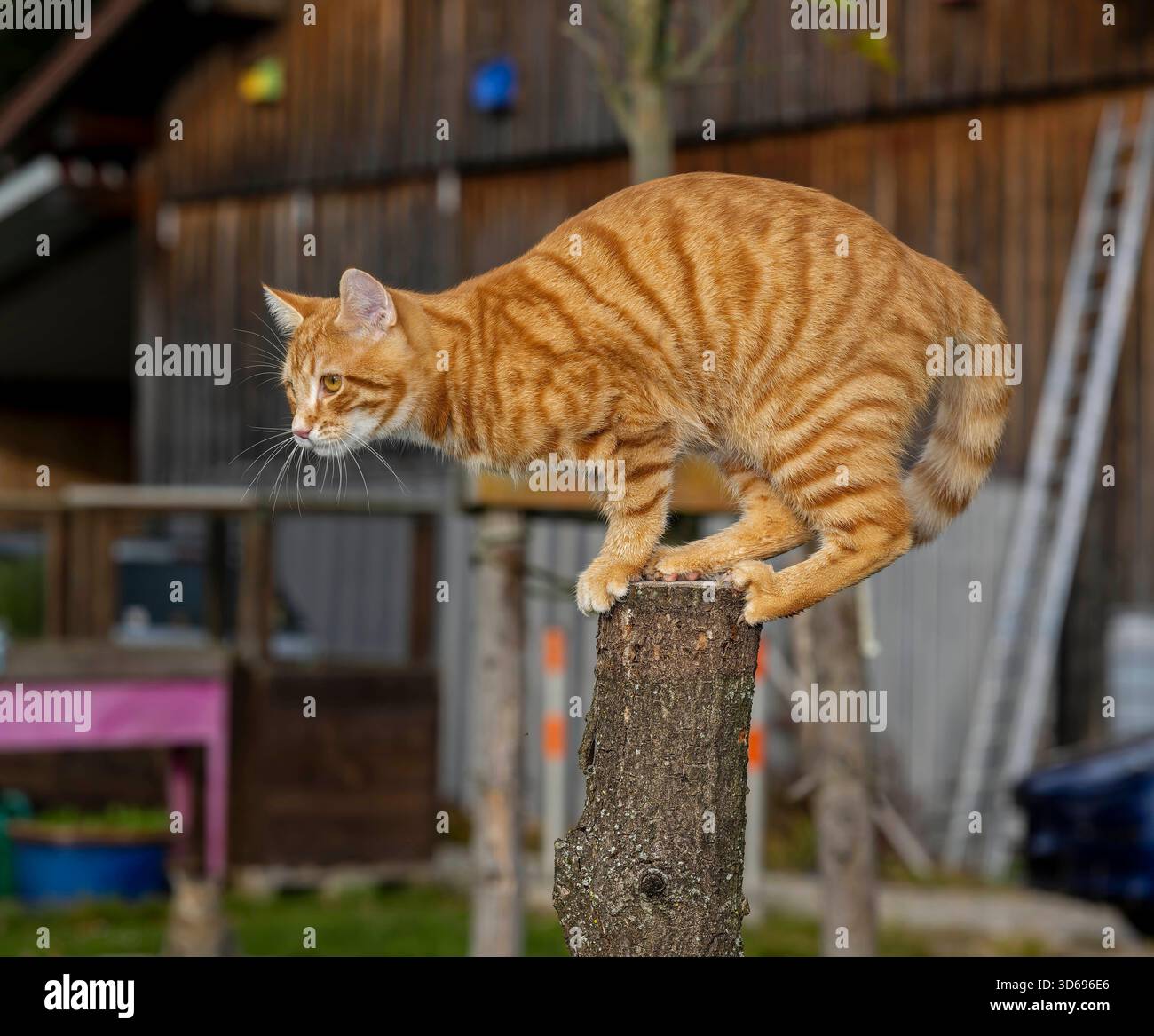 19.11.2025, Bad Wörishofen im Unterallgäu: Eine Katze als Haustier. Ein 4 Monate junger Kater geniesst sein Leben auf einem Bauernhof. 19.11.2025, Katzen 19.11.2025, Katzen *** 19 11 2025, Bad Wörishofen im Unterallgäu Eine Katze als Haustier Ein 4 Monate alter männlicher Kater genießt sein Leben auf einem Bauernhof 19 11 2025, Katzen 19 11 2025, Katzen Stockfoto