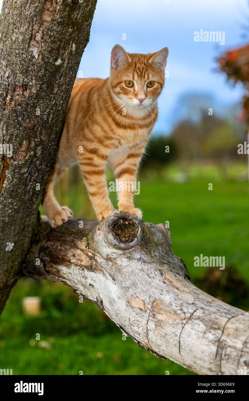 19.11.2025, Bad Wörishofen im Unterallgäu: Eine Katze als Haustier. Ein 4 Monate junger Kater geniesst sein Leben auf einem Bauernhof. 19.11.2025, Katzen 19.11.2025, Katzen *** 19 11 2025, Bad Wörishofen im Unterallgäu Eine Katze als Haustier Ein 4 Monate alter männlicher Kater genießt sein Leben auf einem Bauernhof 19 11 2025, Katzen 19 11 2025, Katzen Stockfoto
