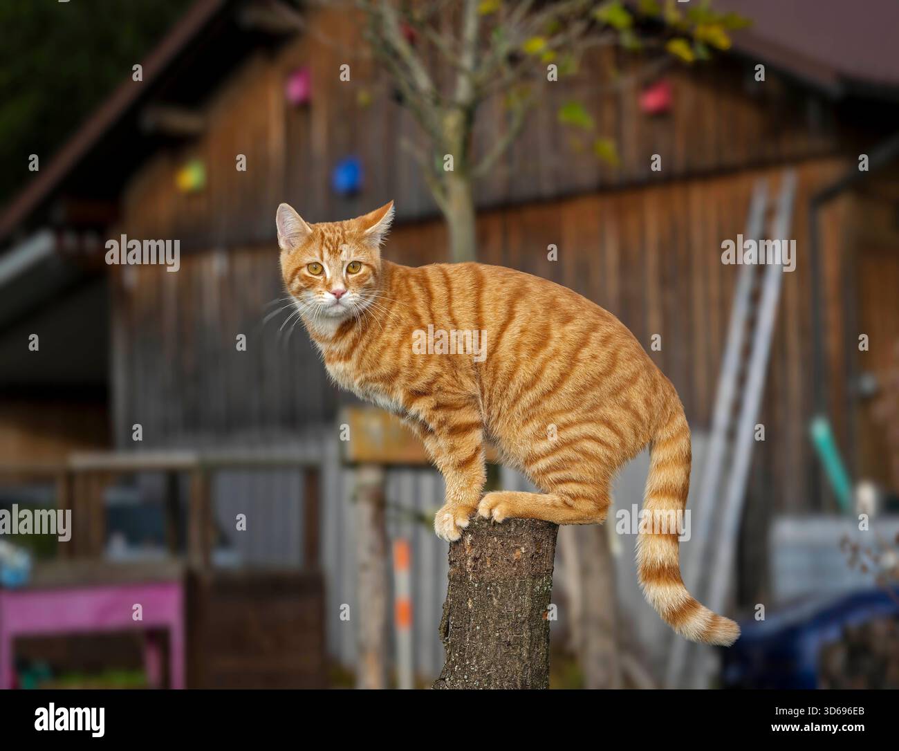 19.11.2025, Bad Wörishofen im Unterallgäu: Eine Katze als Haustier. Ein 4 Monate junger Kater geniesst sein Leben auf einem Bauernhof. 19.11.2025, Katzen 19.11.2025, Katzen *** 19 11 2025, Bad Wörishofen im Unterallgäu Eine Katze als Haustier Ein 4 Monate alter männlicher Kater genießt sein Leben auf einem Bauernhof 19 11 2025, Katzen 19 11 2025, Katzen Stockfoto