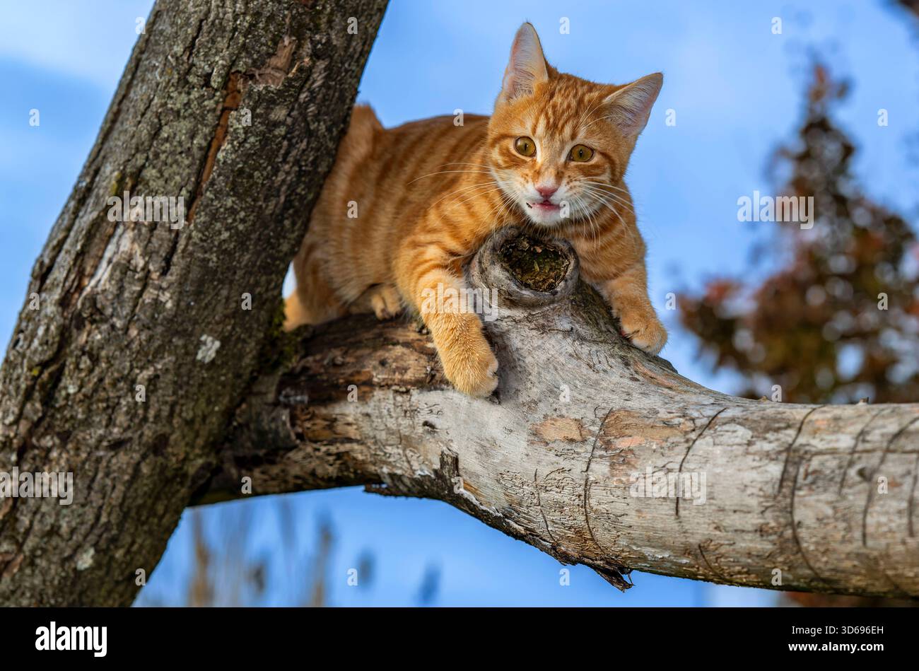 19.11.2025, Bad Wörishofen im Unterallgäu: Eine Katze als Haustier. Ein 4 Monate junger Kater geniesst sein Leben auf einem Bauernhof. 19.11.2025, Katzen 19.11.2025, Katzen *** 19 11 2025, Bad Wörishofen im Unterallgäu Eine Katze als Haustier Ein 4 Monate alter männlicher Kater genießt sein Leben auf einem Bauernhof 19 11 2025, Katzen 19 11 2025, Katzen Stockfoto