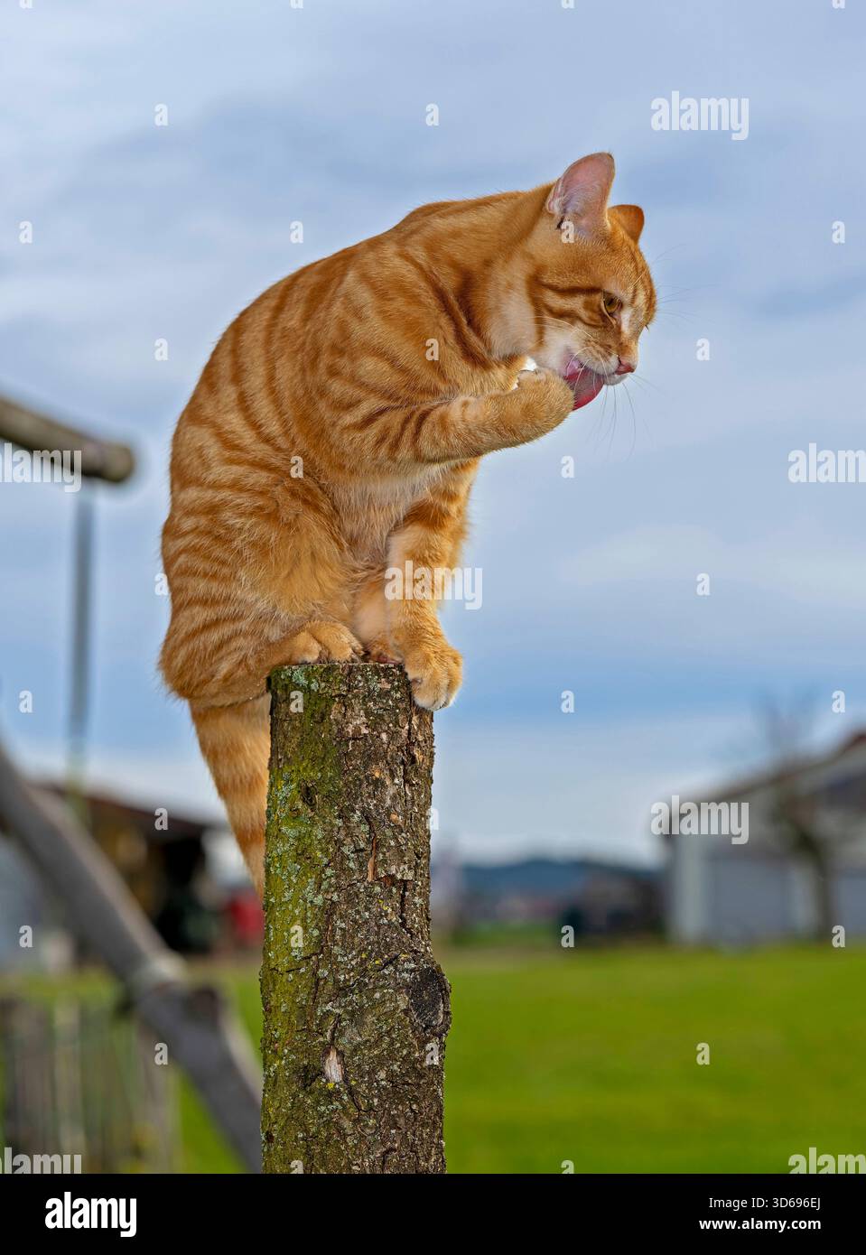 19.11.2025, Bad Wörishofen im Unterallgäu: Eine Katze als Haustier. Ein 4 Monate junger Kater geniesst sein Leben auf einem Bauernhof und macht Katzenwäsche auf einem Holzpfosten. 19.11.2025, Katzen 19.11.2025, Katzen *** 19 11 2025, Bad Wörishofen im Unterallgäu Eine Katze als Haustier Ein 4 Monate alter Katz genießt sein Leben auf einem Bauernhof und wäscht seine Katze auf einem Holzpfosten 19 11 2025, Katzen 19 11 2025, Katzen Stockfoto