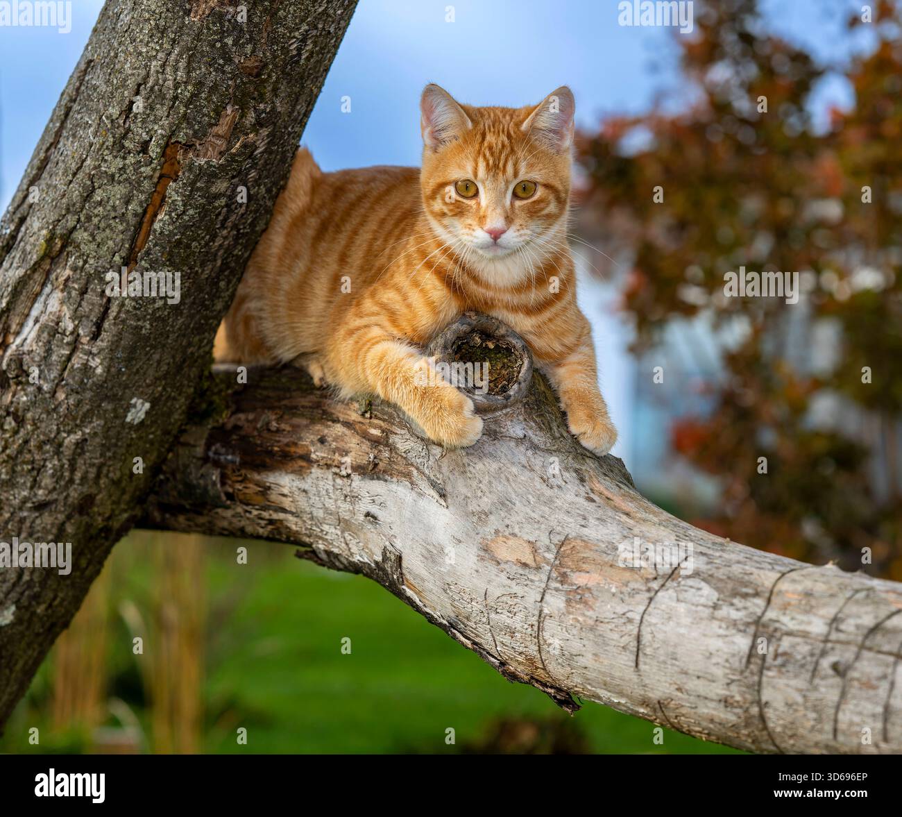 19.11.2025, Bad Wörishofen im Unterallgäu: Eine Katze als Haustier. Ein 4 Monate junger Kater geniesst sein Leben auf einem Bauernhof. 19.11.2025, Katzen 19.11.2025, Katzen *** 19 11 2025, Bad Wörishofen im Unterallgäu Eine Katze als Haustier Ein 4 Monate alter männlicher Kater genießt sein Leben auf einem Bauernhof 19 11 2025, Katzen 19 11 2025, Katzen Stockfoto