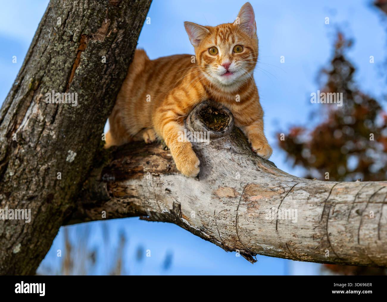 19.11.2025, Bad Wörishofen im Unterallgäu: Eine Katze als Haustier. Ein 4 Monate junger Kater geniesst sein Leben auf einem Bauernhof. 19.11.2025, Katzen 19.11.2025, Katzen *** 19 11 2025, Bad Wörishofen im Unterallgäu Eine Katze als Haustier Ein 4 Monate alter männlicher Kater genießt sein Leben auf einem Bauernhof 19 11 2025, Katzen 19 11 2025, Katzen Stockfoto