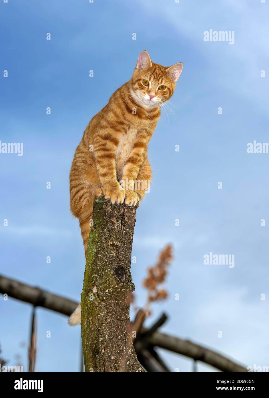 19.11.2025, Bad Wörishofen im Unterallgäu: Eine Katze als Haustier. Ein 4 Monate junger Kater geniesst sein Leben auf einem Bauernhof und hält Aussicht auf einem Holzpfosten. 19.11.2025, Katzen 19.11.2025, Katzen *** 19 11 2025, Bad Wörishofen im Unterallgäu Eine Katze als Haustier Ein 4 Monate alter Tomcat genießt sein Leben auf einem Bauernhof und hat einen Blick von einem Holzpfosten 19 11 2025, Katzen 19 11 2025, Katzen Stockfoto