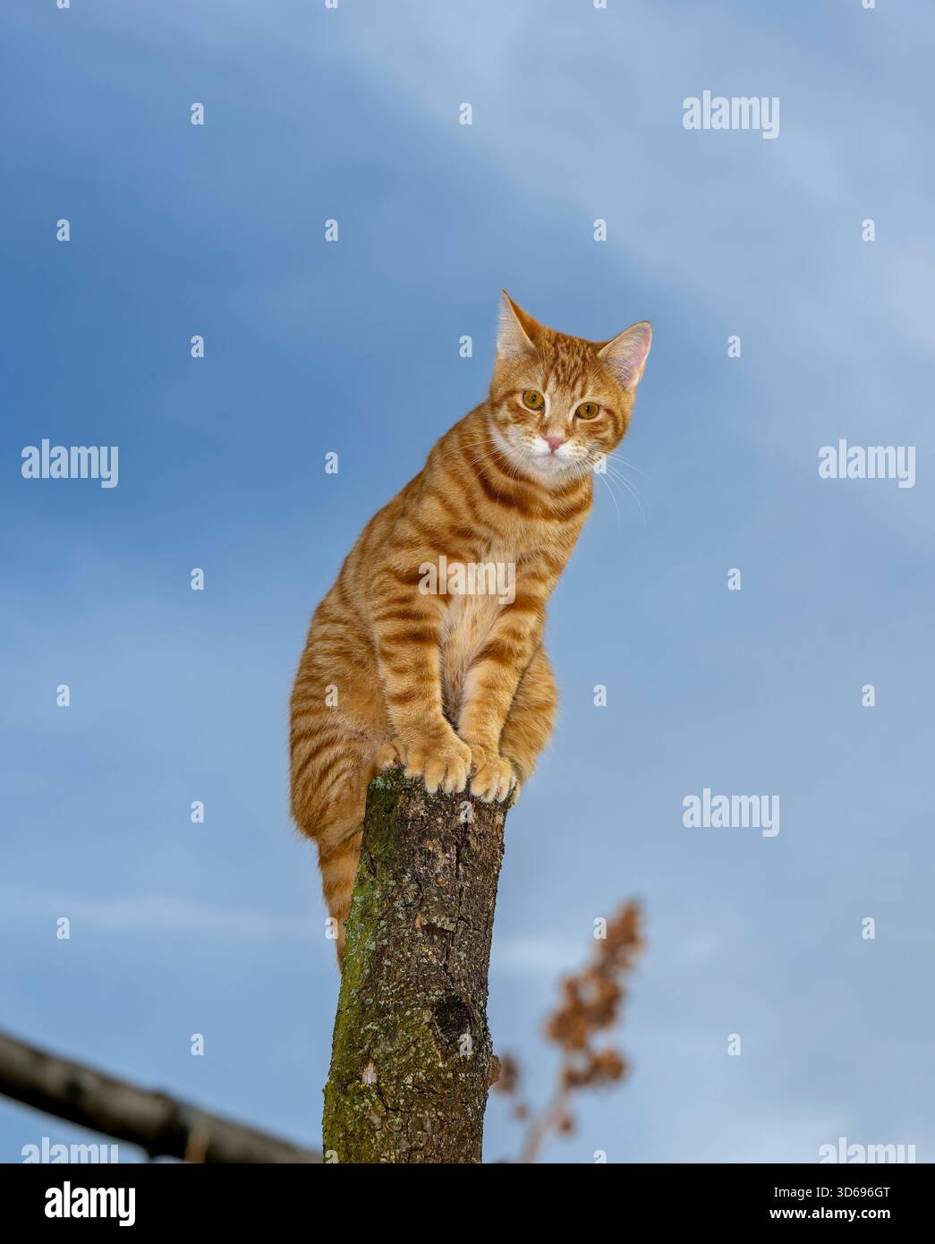 19.11.2025, Bad Wörishofen im Unterallgäu: Eine Katze als Haustier. Ein 4 Monate junger Kater geniesst sein Leben auf einem Bauernhof und hält Aussicht auf einem Holzpfosten. 19.11.2025, Katzen 19.11.2025, Katzen *** 19 11 2025, Bad Wörishofen im Unterallgäu Eine Katze als Haustier Ein 4 Monate alter Tomcat genießt sein Leben auf einem Bauernhof und hat einen Blick von einem Holzpfosten 19 11 2025, Katzen 19 11 2025, Katzen Stockfoto