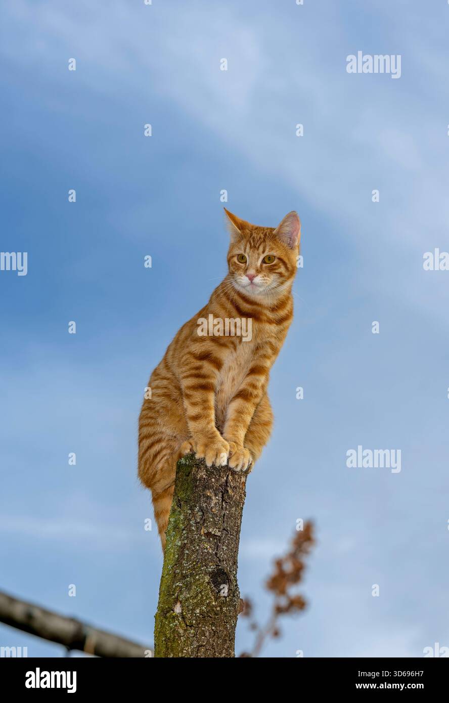 19.11.2025, Bad Wörishofen im Unterallgäu: Eine Katze als Haustier. Ein 4 Monate junger Kater geniesst sein Leben auf einem Bauernhof und hält Aussicht auf einem Holzpfosten. 19.11.2025, Katzen 19.11.2025, Katzen *** 19 11 2025, Bad Wörishofen im Unterallgäu Eine Katze als Haustier Ein 4 Monate alter Tomcat genießt sein Leben auf einem Bauernhof und hat einen Blick von einem Holzpfosten 19 11 2025, Katzen 19 11 2025, Katzen Stockfoto