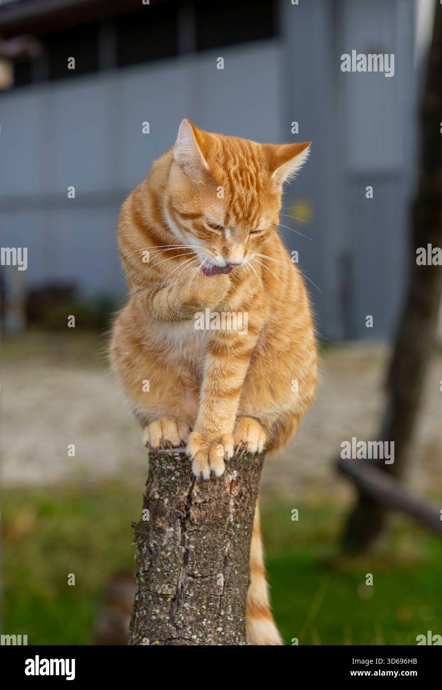 19.11.2025, Bad Wörishofen im Unterallgäu: Eine Katze als Haustier. Ein 4 Monate junger Kater geniesst sein Leben auf einem Bauernhof und macht Katzenwäsche auf einem Holzpfosten. 19.11.2025, Katzen 19.11.2025, Katzen *** 19 11 2025, Bad Wörishofen im Unterallgäu Eine Katze als Haustier Ein 4 Monate alter Katz genießt sein Leben auf einem Bauernhof und wäscht seine Katze auf einem Holzpfosten 19 11 2025, Katzen 19 11 2025, Katzen Stockfoto