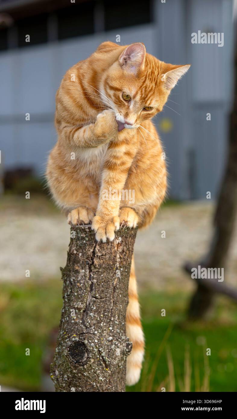 19.11.2025, Bad Wörishofen im Unterallgäu: Eine Katze als Haustier. Ein 4 Monate junger Kater geniesst sein Leben auf einem Bauernhof und macht Katzenwäsche auf einem Holzpfosten. 19.11.2025, Katzen 19.11.2025, Katzen *** 19 11 2025, Bad Wörishofen im Unterallgäu Eine Katze als Haustier Ein 4 Monate alter Katz genießt sein Leben auf einem Bauernhof und wäscht seine Katze auf einem Holzpfosten 19 11 2025, Katzen 19 11 2025, Katzen Stockfoto