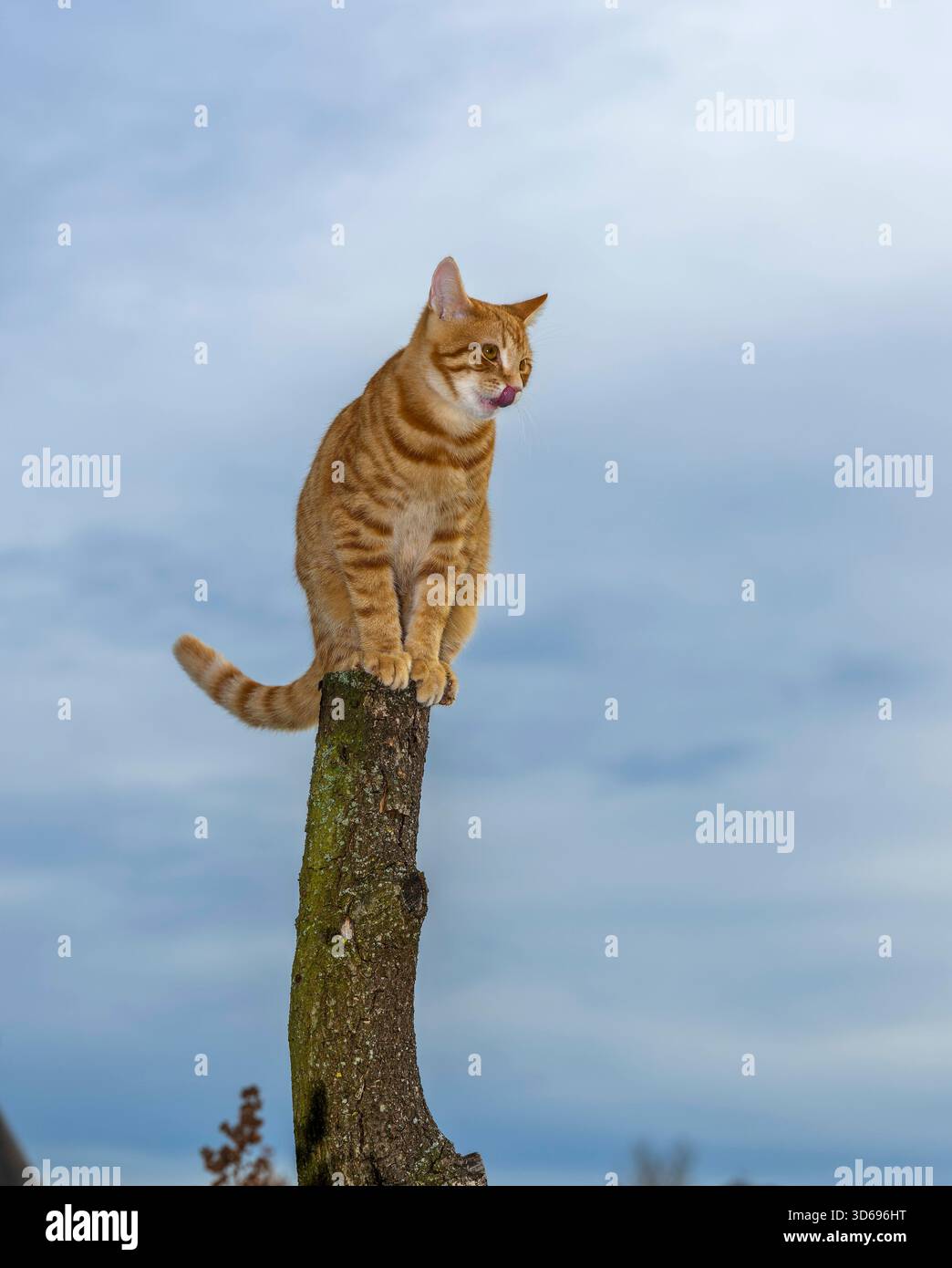 19.11.2025, Bad Wörishofen im Unterallgäu: Eine Katze als Haustier. Ein 4 Monate junger Kater geniesst sein Leben auf einem Bauernhof. 19.11.2025, Katzen 19.11.2025, Katzen *** 19 11 2025, Bad Wörishofen im Unterallgäu Eine Katze als Haustier Ein 4 Monate alter männlicher Kater genießt sein Leben auf einem Bauernhof 19 11 2025, Katzen 19 11 2025, Katzen Stockfoto