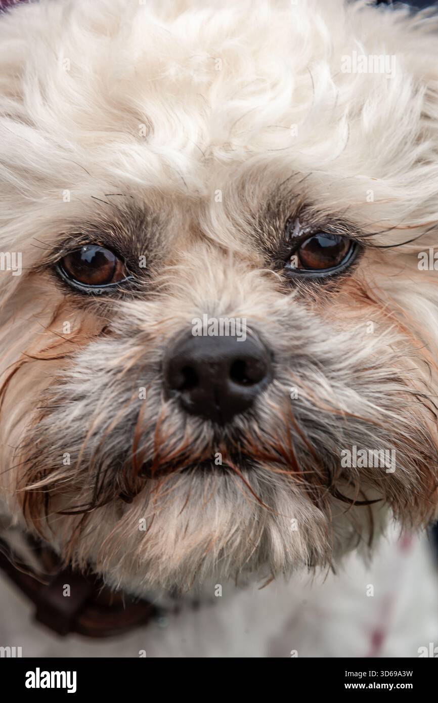 Weißer Hund, Freddie, Bailiwick von Guernsey Stockfoto